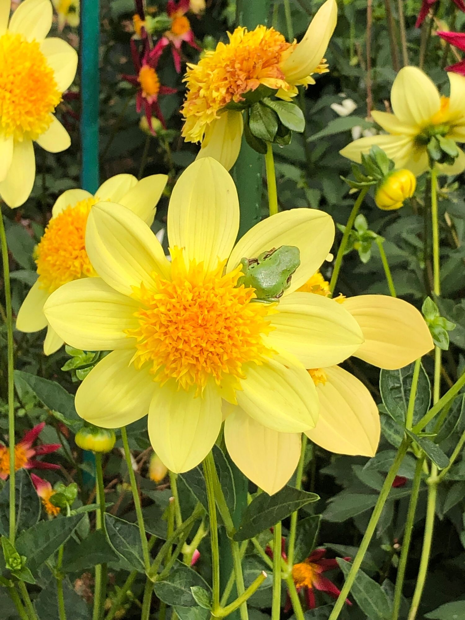 Buttery yellow dahlia blossom, with a lime-green insect or tiny frog nestled into the flower petals and golden center.