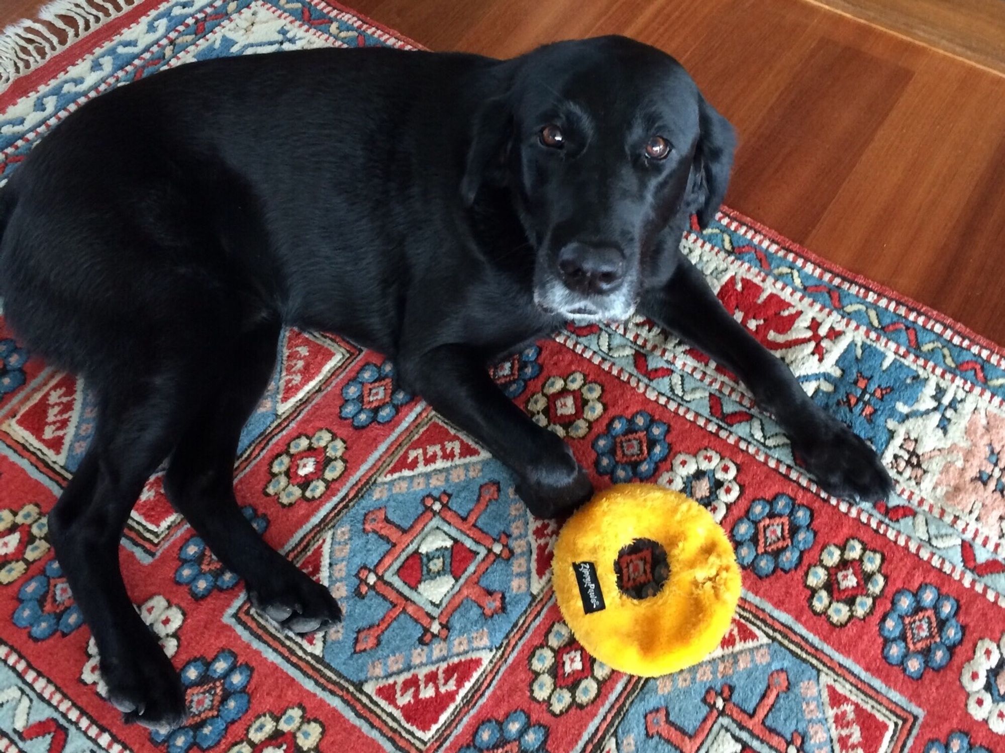 Gorgeous boy black lab Quinn, hanging out on patterned blue and red carpet, with his favorite bagel toy.