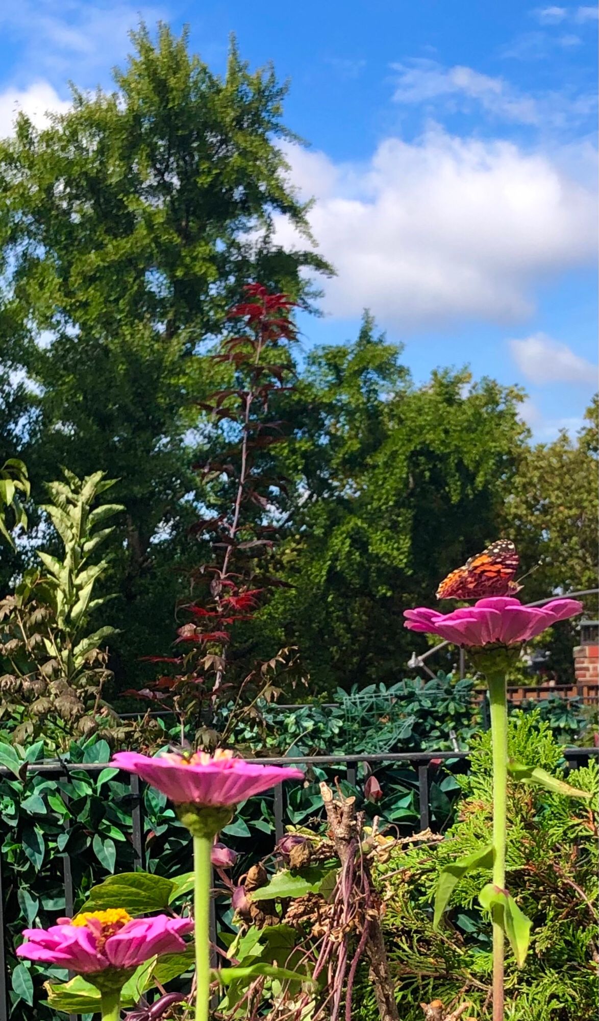 Morning on my deck garden…under a blue sky and amidst neighboring trees, a butterflies feasts on bright pink zinnias…