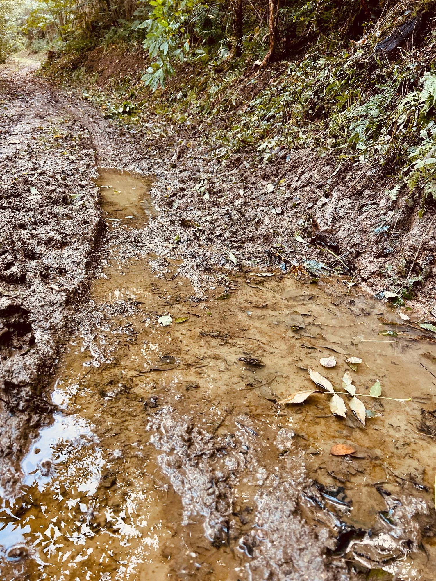 Un sentier forestier très boueux et recouvert d’une large flaque d’eau. La saison du sol très gras reprend enfin !