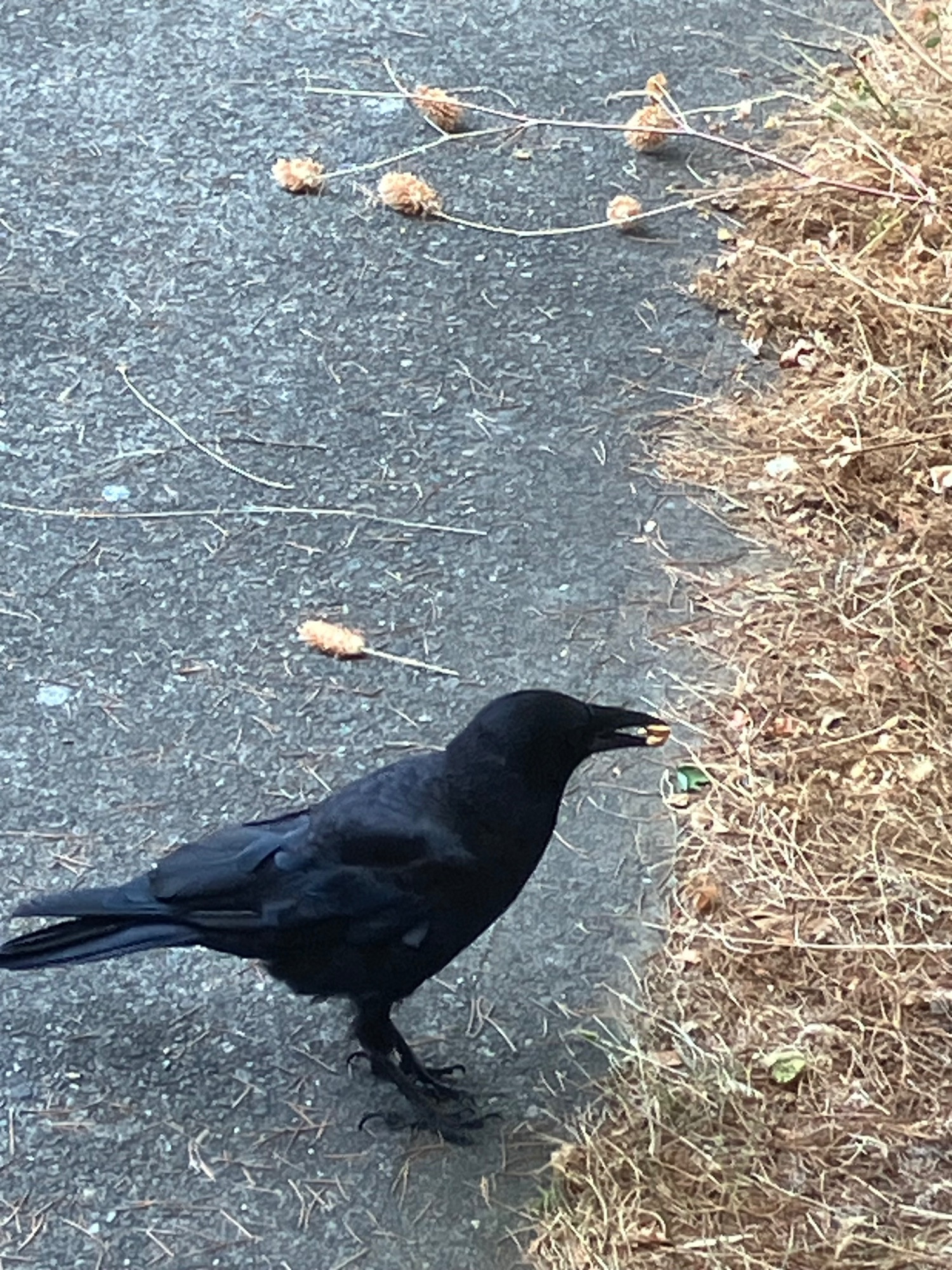 A good crow 