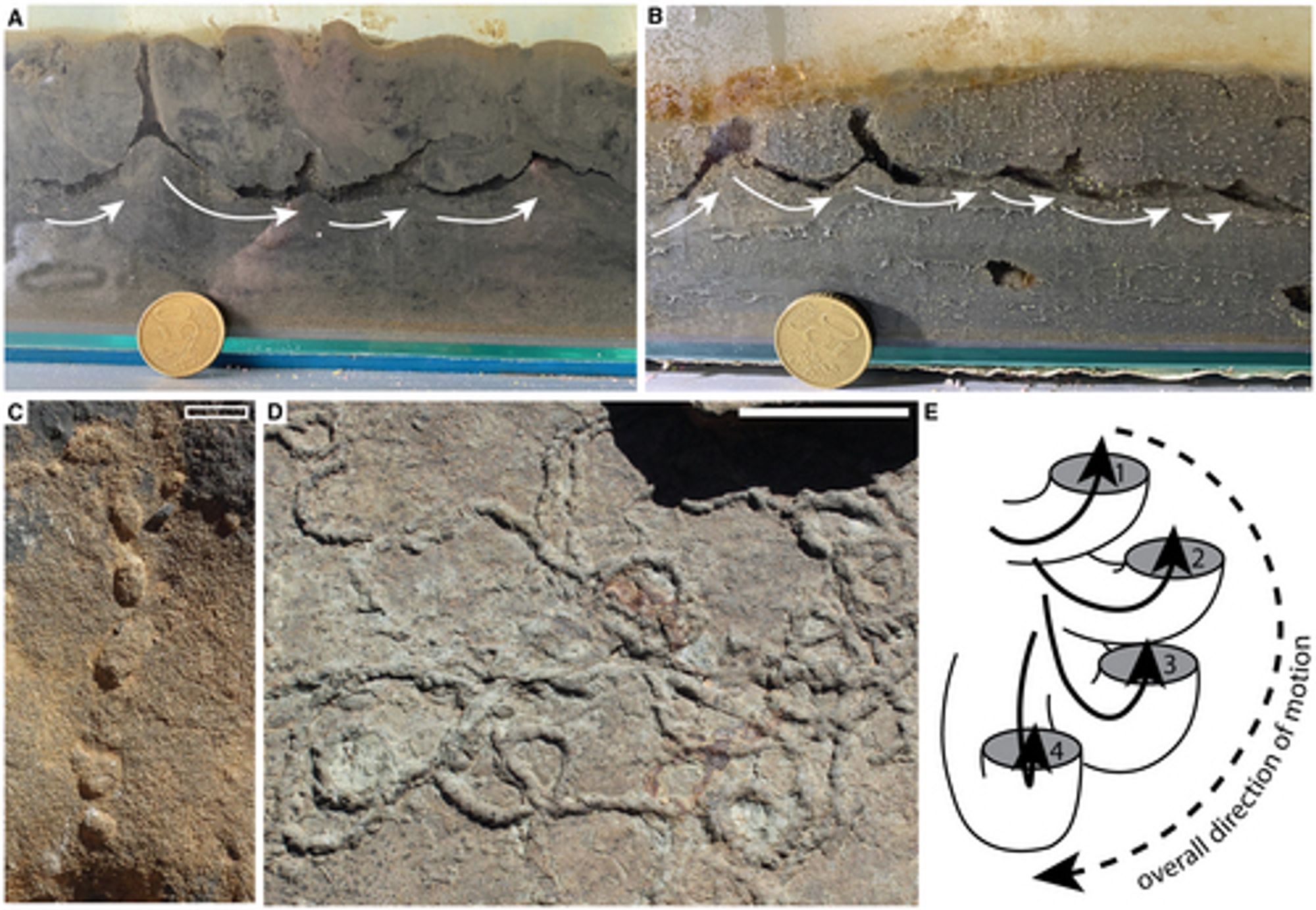 Fig. 5: A–B, cross-section of burrows produced by priapulids over experimental runs, with arrows denoting general inclined probe/chained-u movement. C, treptichnid from the terminal Ediacaran of Namibia (field specimen; Spitskop Mbr, Urusis Fm.; Koelkrans Camp, Fish River Canyon). D, Treptichnus pedum from the early Cambrian of Namibia (field specimen; unit ‘VF2' of Farm Sontaagsbrunn, as described in Wilson et al. 2012). E, schematic of T. pedum 3D structure, with solid line numbered arrows denoting individual probe order offset by 20°–40° and dotted line showing general direction of movement. Diameter of coin is 2.4 cm (A, B). Scale bars represent: 0.5 cm (C; hollow); 5 cm (D).