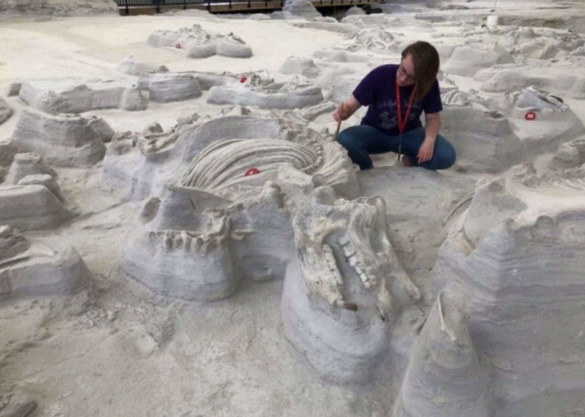 A person crouched next to and working on the complete fossil of a rhino in the Rhino Barn at Ashfall Fossil Beds, surrounded by lots of others.