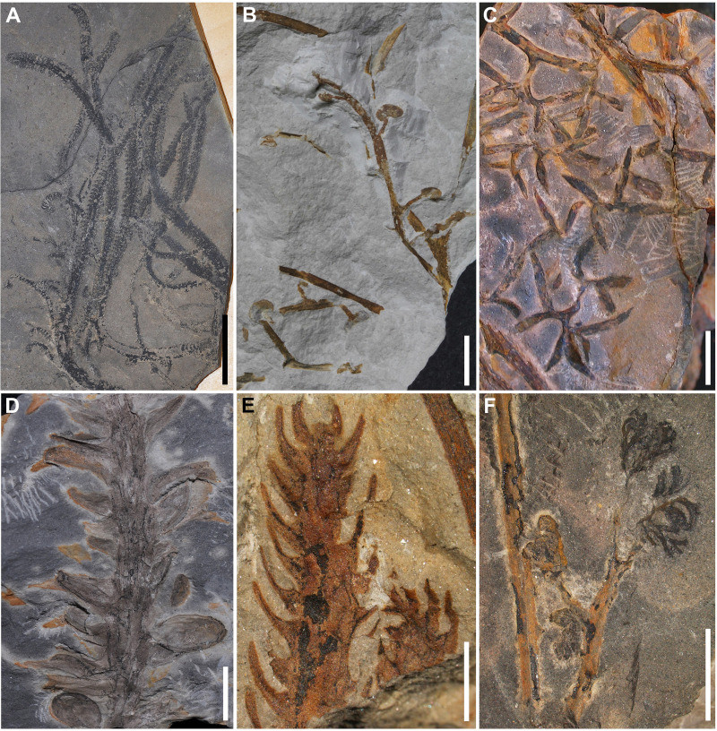 Fig. 3. Morphological diversity of Silurian–Devonian floras (II). 

Image of fossil plants that have vastly different structures--a bit spikey, a bit bulbous, etc.