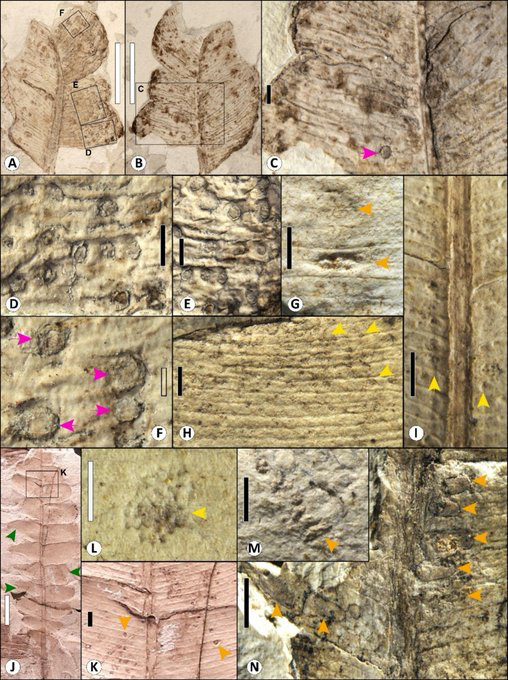 Diverse pictures of fossil plants and insect traces