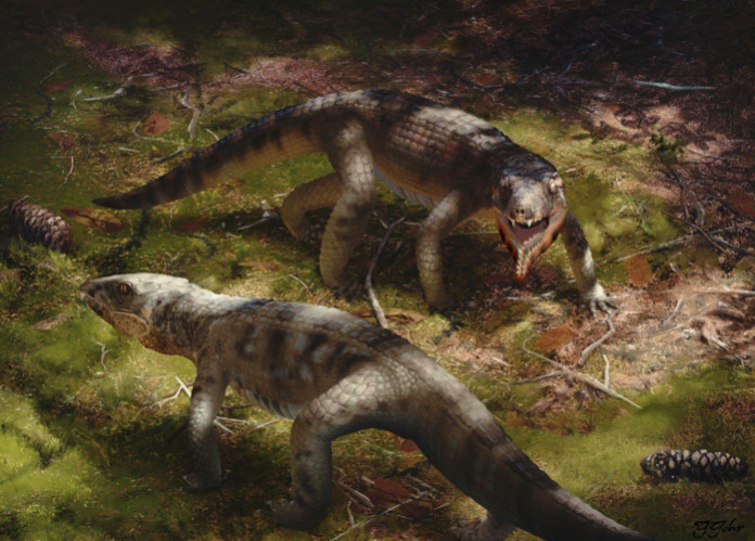 Artistic reconstruction of two Caipirasuchus--one of which appears to be vocalizing to the other one. They are walking on all fours and have long, thick tails. They appear to be in a forest, and either pine cones were really big at that time or these animals were really small.