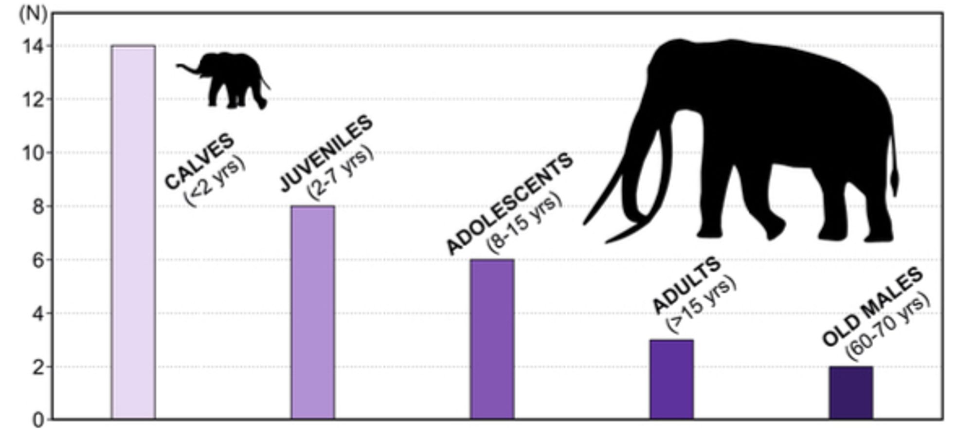 Figure 5. Demographic frequency plot determined from P. panfamilia track measurements in MTS. (N) represents the projected number of P. antiquus individuals measured from track (mostly pes) size (see Table 1).