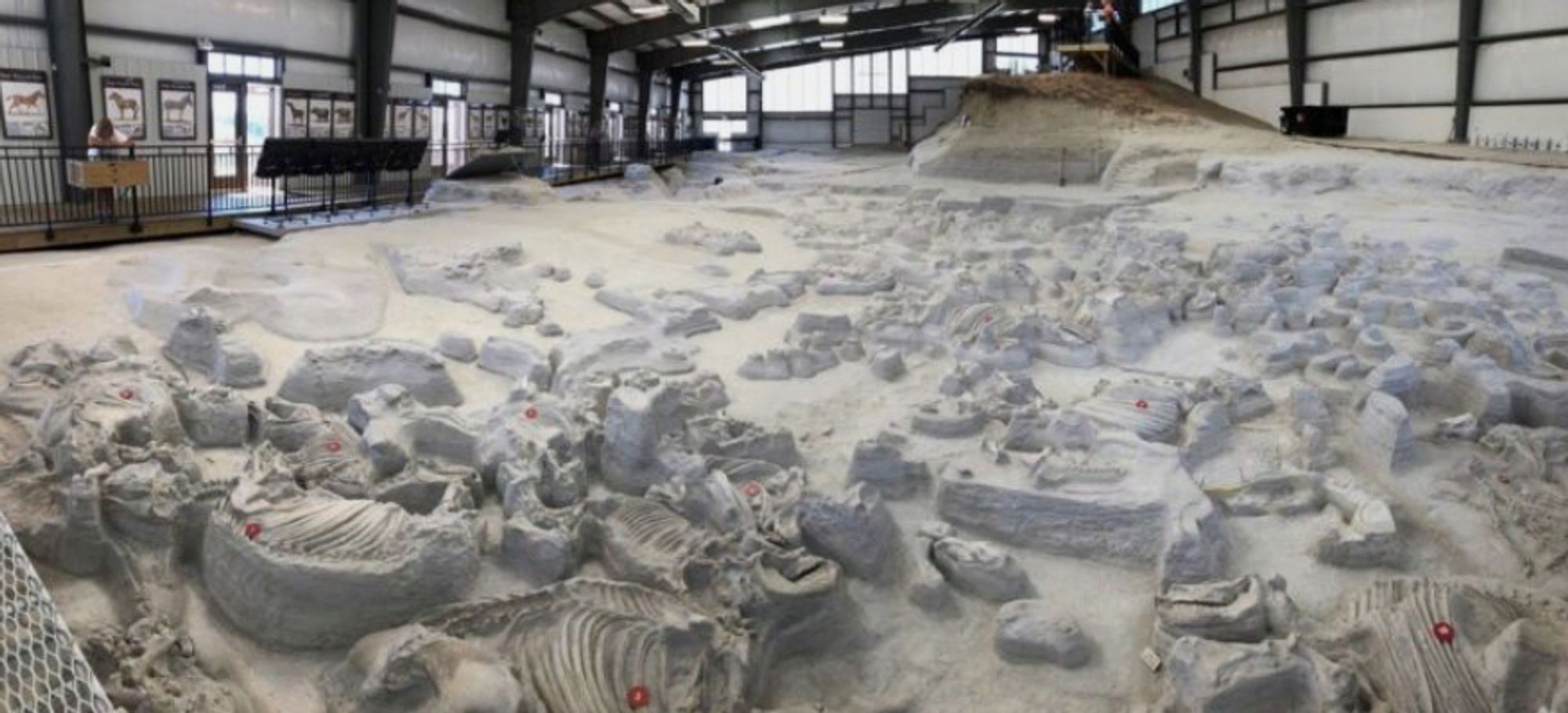 A view of the vast number of fossils exposed under the Rhino Barn.