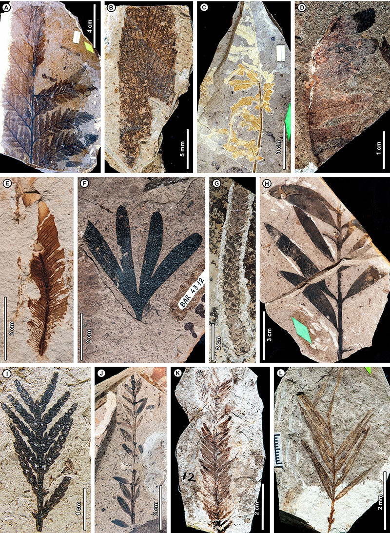 Lots of GORGEOUS fossil plants: FIGURE 3. Exemplars of morphotypes GZ001‒GZ012, ferns (A‒D) and gymnosperms (E‒L). Names (see Appendix 1 for authorities) are provided for general reference, but in many cases, the same botanical name may apply to more than one morphotype, or one morphotype may encompass more than one name (Appendices 1, 5; see text for discussion). A, GZ001, “Dicksonia” patagonica, USNM PAL 40379a; B, GZ002, “Asplenium” incertum, USNM PAL 40380; C, GZ003, “Goniopteris” patagoniana, USNM PAL 40382; D, GZ004, (BAR) RP3_2005_610; E, GZ005, possible cycad, BAR 5600; F, GZ006, Ginkgoites patagonicus, BAR 4312; G, GZ007, Araucaria pichileufensis, BAR 5347; H, GZ008, Agathis zamunerae, USNM 40378d; I, GZ009, Papuacedrus prechilensis, (BAR) RP3_2005_1035; J, GZ010, Retrophyllum oxyphyllum, (BAR) RP3_2005_93A; K, GZ011, Dacrycarpus engelhardti, USNM 40385h; L, GZ012, Podocarpus andiniformis, USNM 40384.