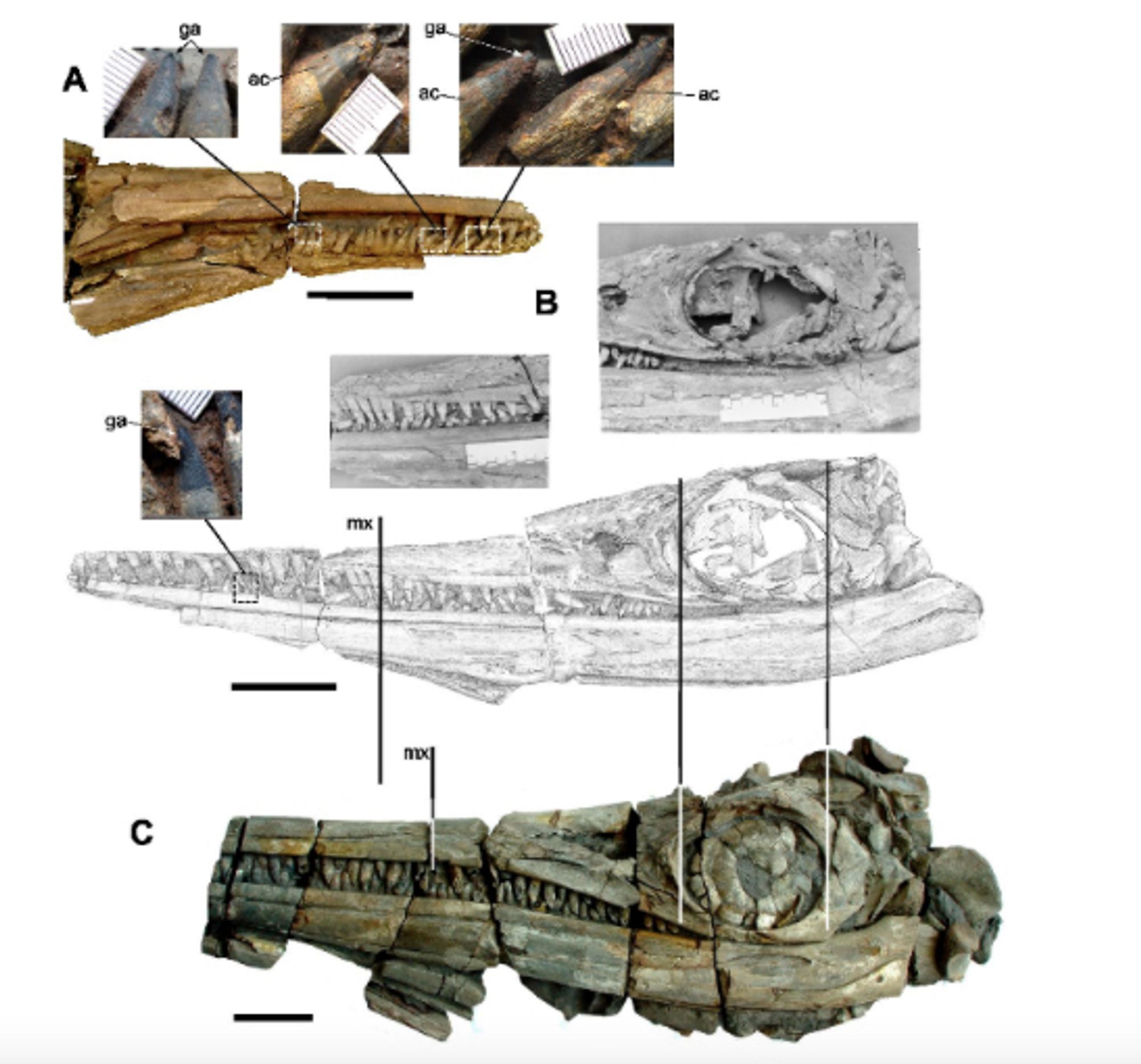 Figure 10. Comparison between the skull of P. sachicarum and P. elsuntuoso. 
A-B, holotype of P. sachicarum (DON-19671); A, photograph of the right-side dentition detailing some teeth; B, photographs and drawing taken in 1997 (ME P-F) with a recent photograph detailing a tooth. 
C, Photograph of the holotype of P. elsuntuoso (FCG-CBP-28) inverted to facilitate comparison. Both specimens were taken at the same orbital length to compare proportions. Note the difference in the external length of the maxilla (vertical lines) and in the number of maxillary teeth. Abbreviations: ac, acellular cementum; ga, grainy apex. Scale bars = 10 cm; teeth details (mm).