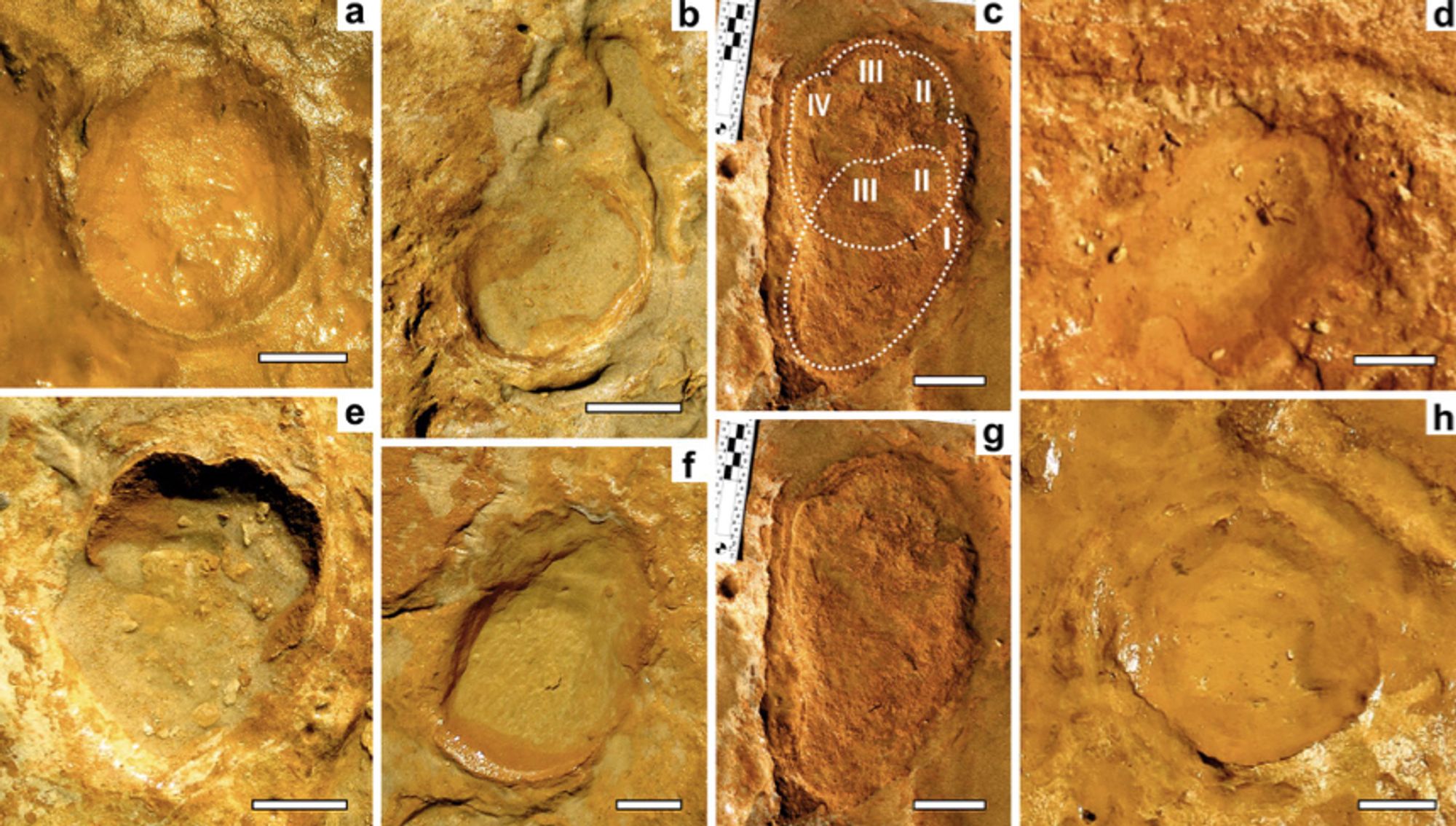 Figure 2. Proboscidean tracks (Proboscipeda panfamilia) attributed in the MTS to straight-tusked elephants. (a–h) Morphological features of small-sized tracks produced by calves and juveniles. Examples of manus impressions in (a) PAT/MTS/011a, (b) PAT/MTS/016 and (f) PAT/MTS/015x, and for further interpretation
of (a) see Fig. 3; the latter two with drag marks made during the foot-off event. (c) and (g) PAT/MTS/002a,b: Manus-pes couple found isolated showing heteropody and different number of toe impressions (interpretation as left-side tracks by peak pressure deformation in the left side of the track according to27); interpretation in (c). (d) PAT/MTS/014 and (e) PAT/MTS/007a: Calf-sized pes with three toe impressions. (h) PAT/MTS/011 h: Badly preserved manus of a calf. Scale bar = 5 cm.