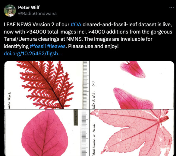 Screenshot of a tweet from Dr. Peter Wilf: LEAF NEWS Version 2 of our #OA cleared-and-fossil-leaf dataset is live, now with >34000 total images incl. >4000 additions from the gorgeous Tanai/Uemura clearings at NMNS. The images are invaluable for identifying #fossil #leaves. Please use and enjoy! https://doi.org/10.25452/figshare.plus.14980698.v2