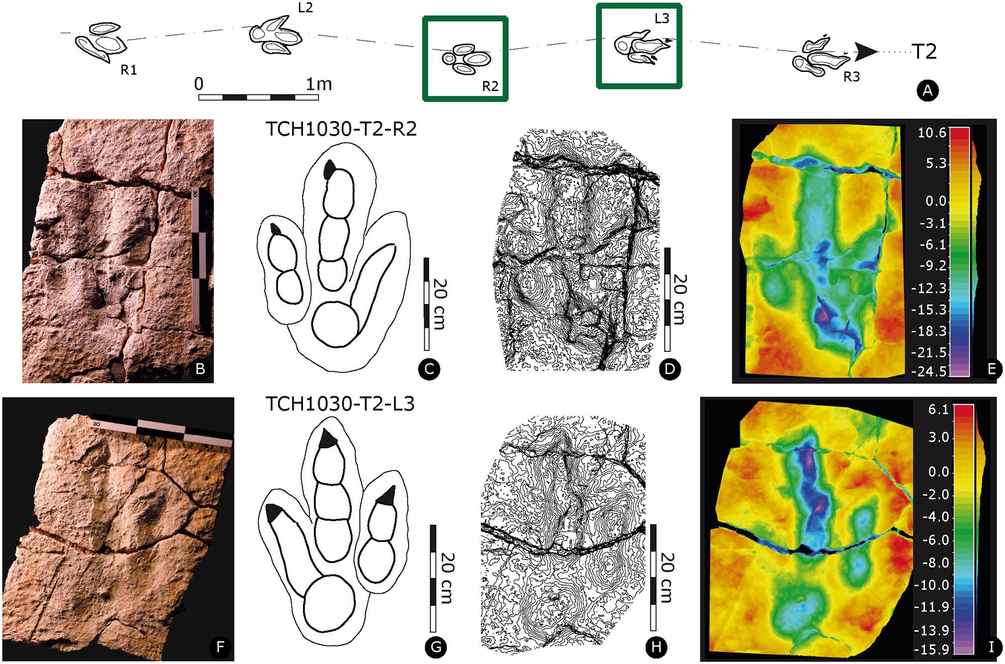 Fig 9. Paratypes of Megalosauripus transjuranicus.
(A) Trackway representation. (B-E) Specimen TCH1030-T2-R2 (MJSN-TCH006-1087). (B) Photo of the specimen. Scale 30 cm. (C) Interpretative outline. (D) Contour lines. (E) False-color depth map. Depth measured in mm. (F-I) Specimen TCH1030-T2-L3 (MJSN-TCH006-1022). (F) Photo of the specimen. Scale 30 cm. (G) Interpretative outline. (H) Contour-lines. Spacing 1 mm. (I) False-color depth map. Depth measured in mm.