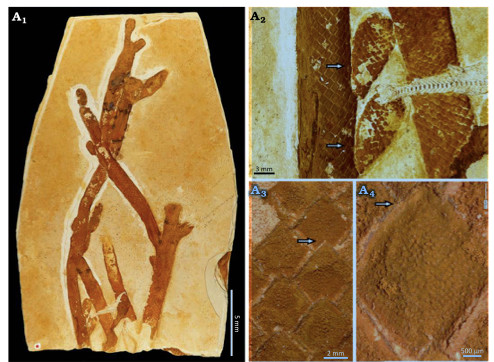 Fig. 3. Conifer Leliacladus castilhoi (Duarte, 1985) Batista & L.Kunzmann gen. nov. et comb. nov., from Aptian, Lower Cretaceous, Crato Formation, Araripe Basin, Ceará State, NE Brazil. A. MMG PB SAK 59 showing the general morphology (A1), claviform branches (arrows) and fish skeleton partially superimposed on one of the branches (A2), detail of the leaves (arrow pointing to the leaf apex) (A3) , frilled leaf margin (arrow)