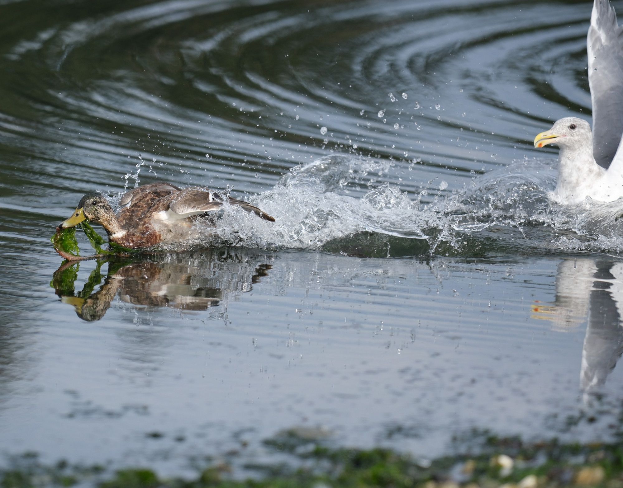 A female mallard has found something to eat and is being pursued by a gull that wants to steal it.