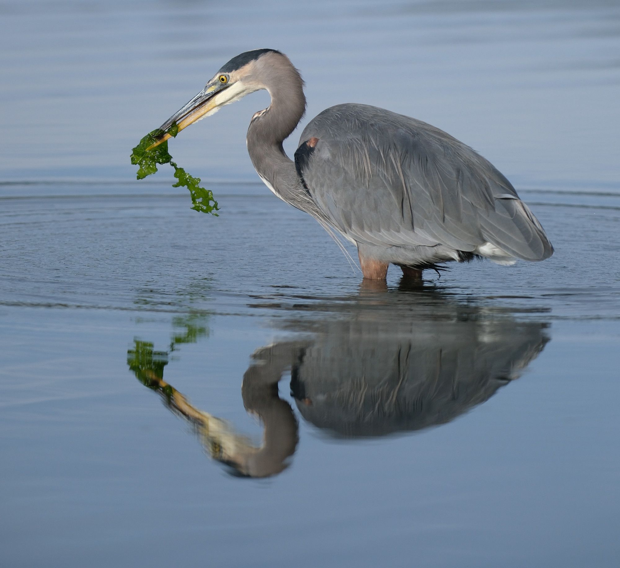 Seaweed dangles from the heron's bill.