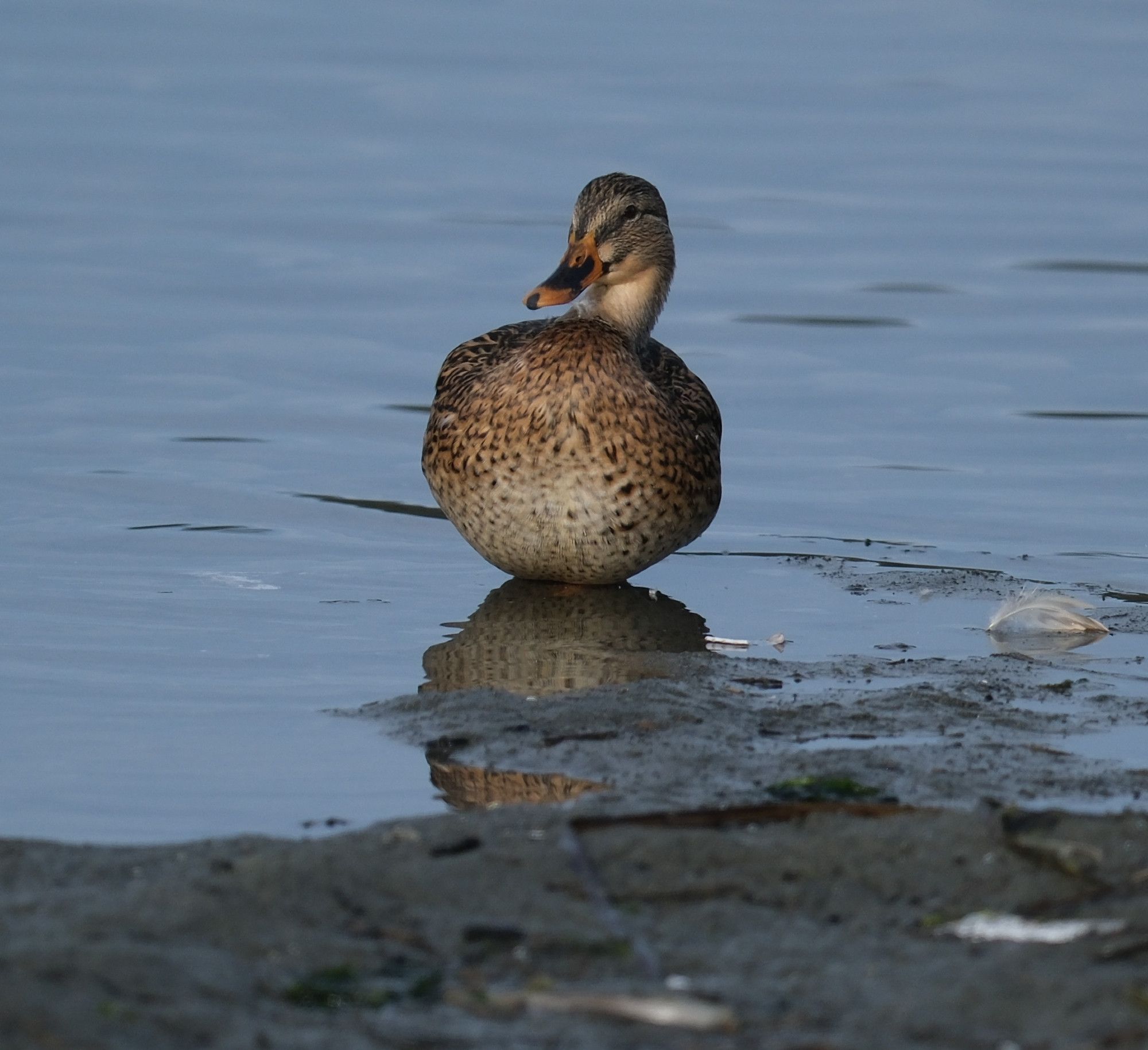 A female mallard near shore, facing the camera. It is still early and the light has a yellowish cast.