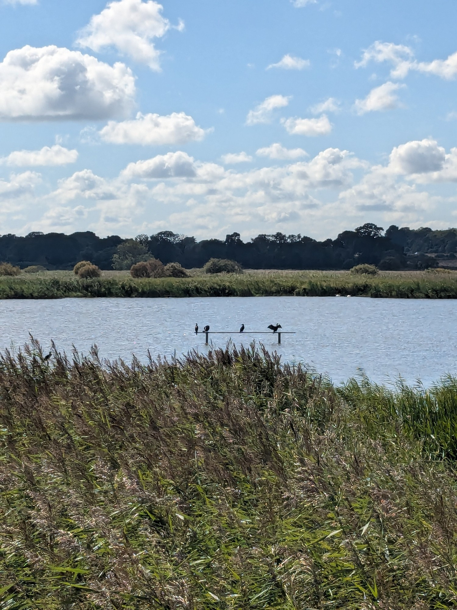 A photograph from the Island Mere hide at RSPB Minsmere. Reed bed in the foreground, with 4 cormorants on a perch in open water behind that, and blue sky with white fluffy clouds in the background.