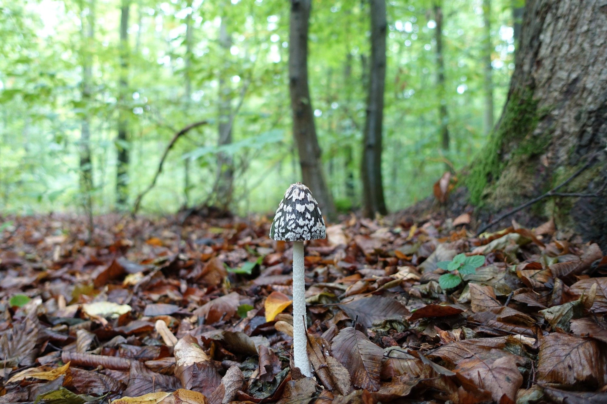 Ein einzelner Pilz im Wald.