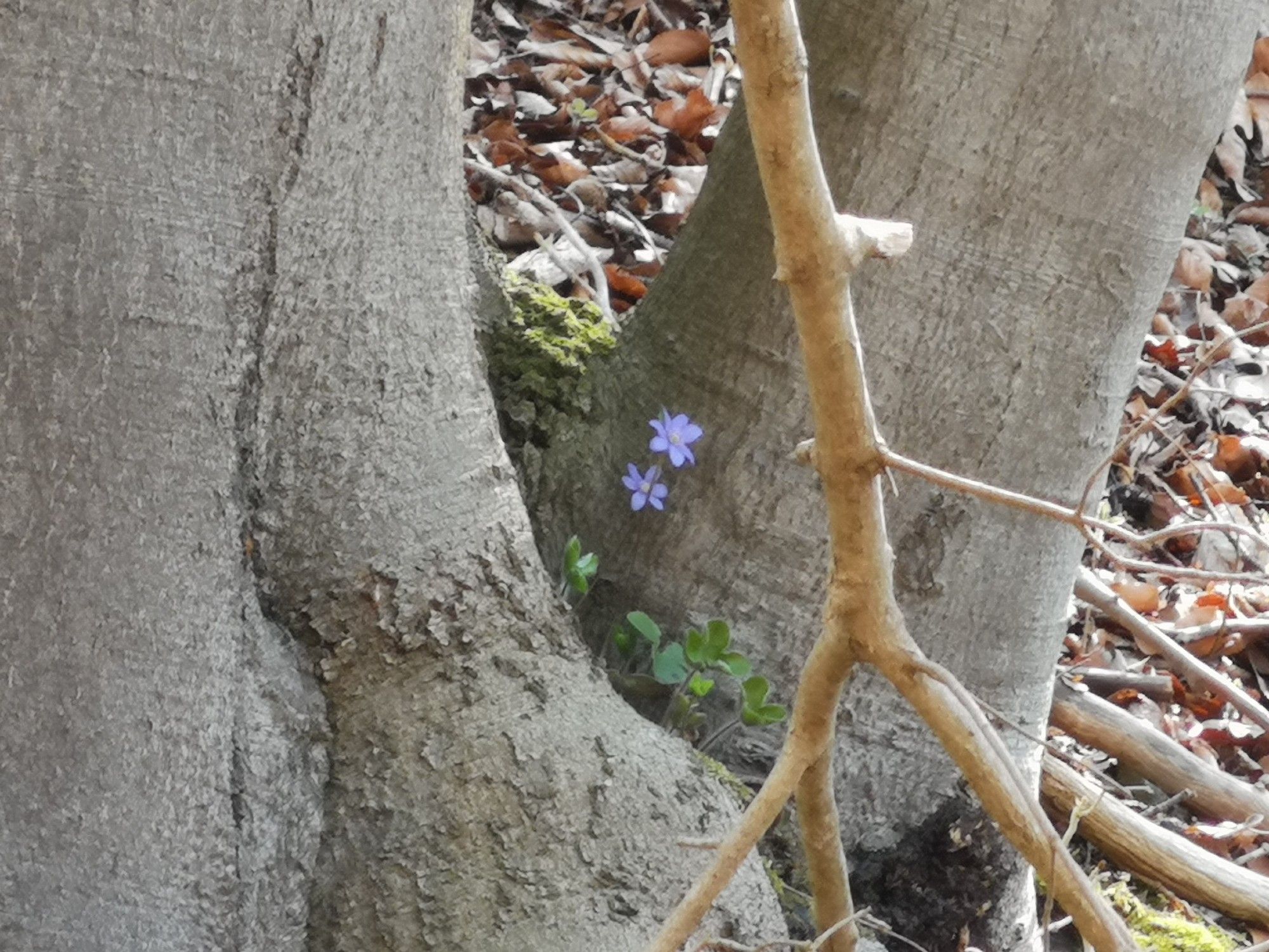 Ein Blümchen in einer Baumgabel.