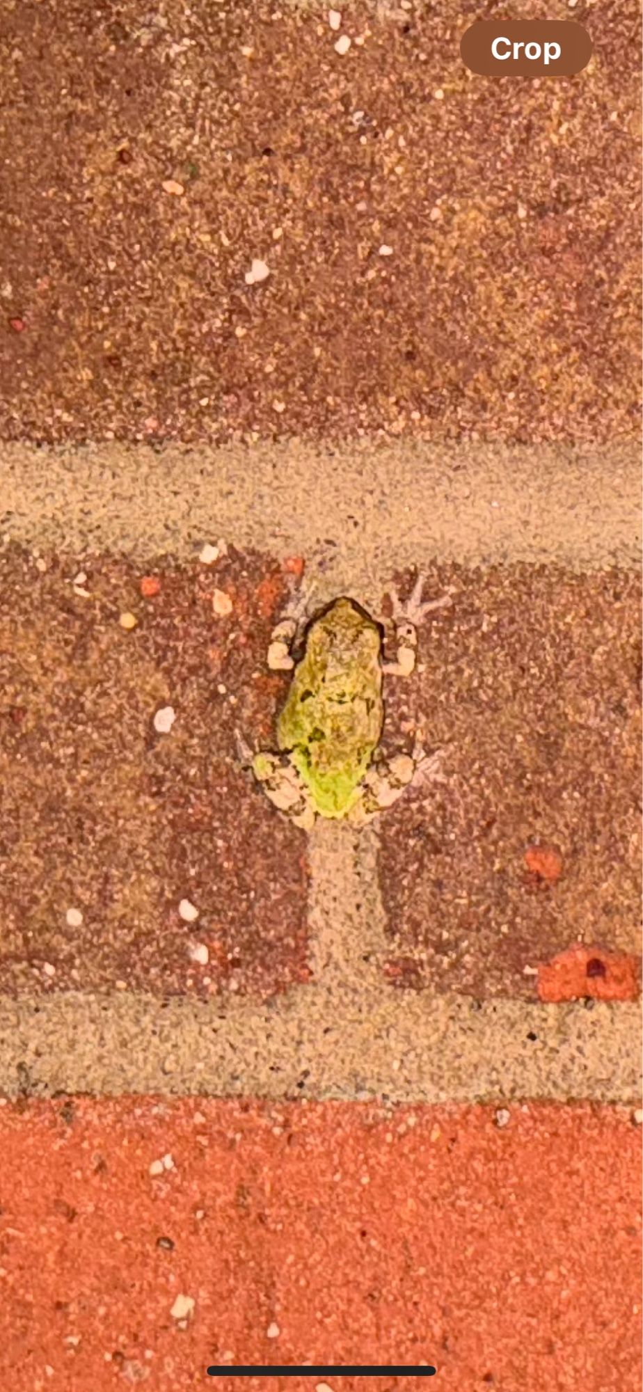 A close up of a critter that found brick and mortar a friendly respite from Helene remnants. It was doing a best impersonation of a critter not knowing I was there taking a touristy picture.

This frog, perhaps a toad, is not as long as a miniature light bulb on a Christmas tree's string of lights. It only slightly wider than the mortar between the bricks.

The color is grey legs and fore legs/arms and the body is not unlike army green and charcoal camouflage.

I chose, in that brief moment, to not lick the critter's back. 
🥹🤩