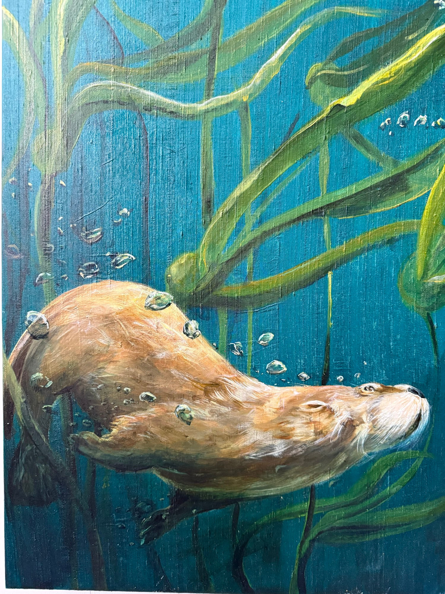 A close up of a painted otter cruising through the bull-kelp.