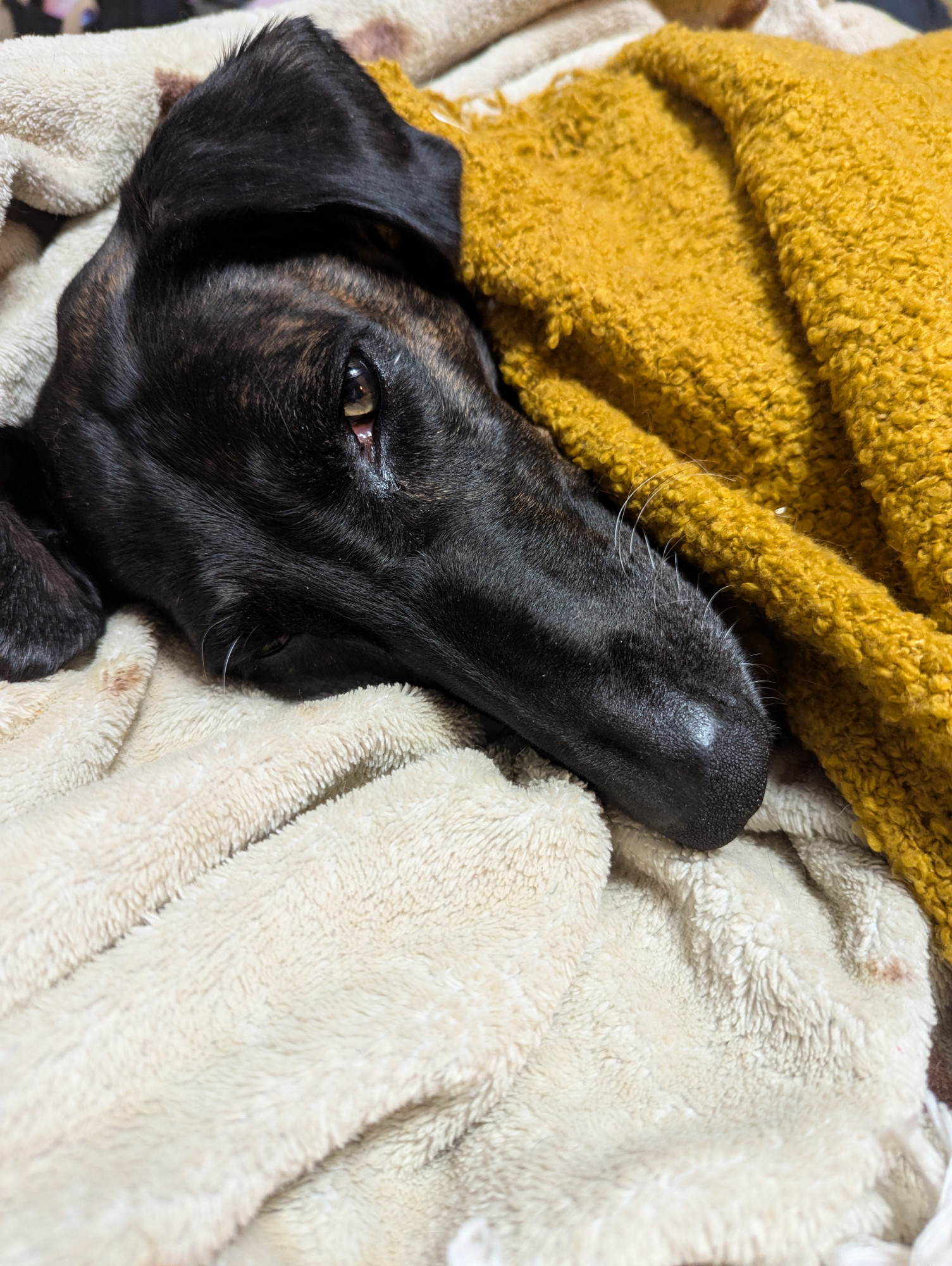 A brindle saluki with a sad expression is tucked under a yellow throw blanket. She is laying on top of lighter fleece blanket. 