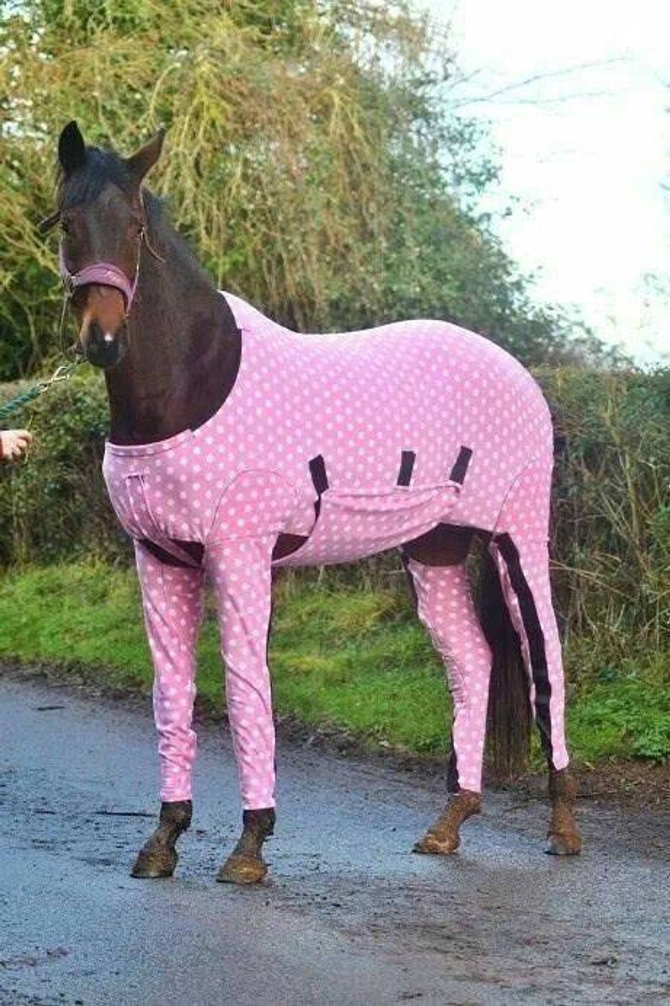 A horse wearing pink pajamas.