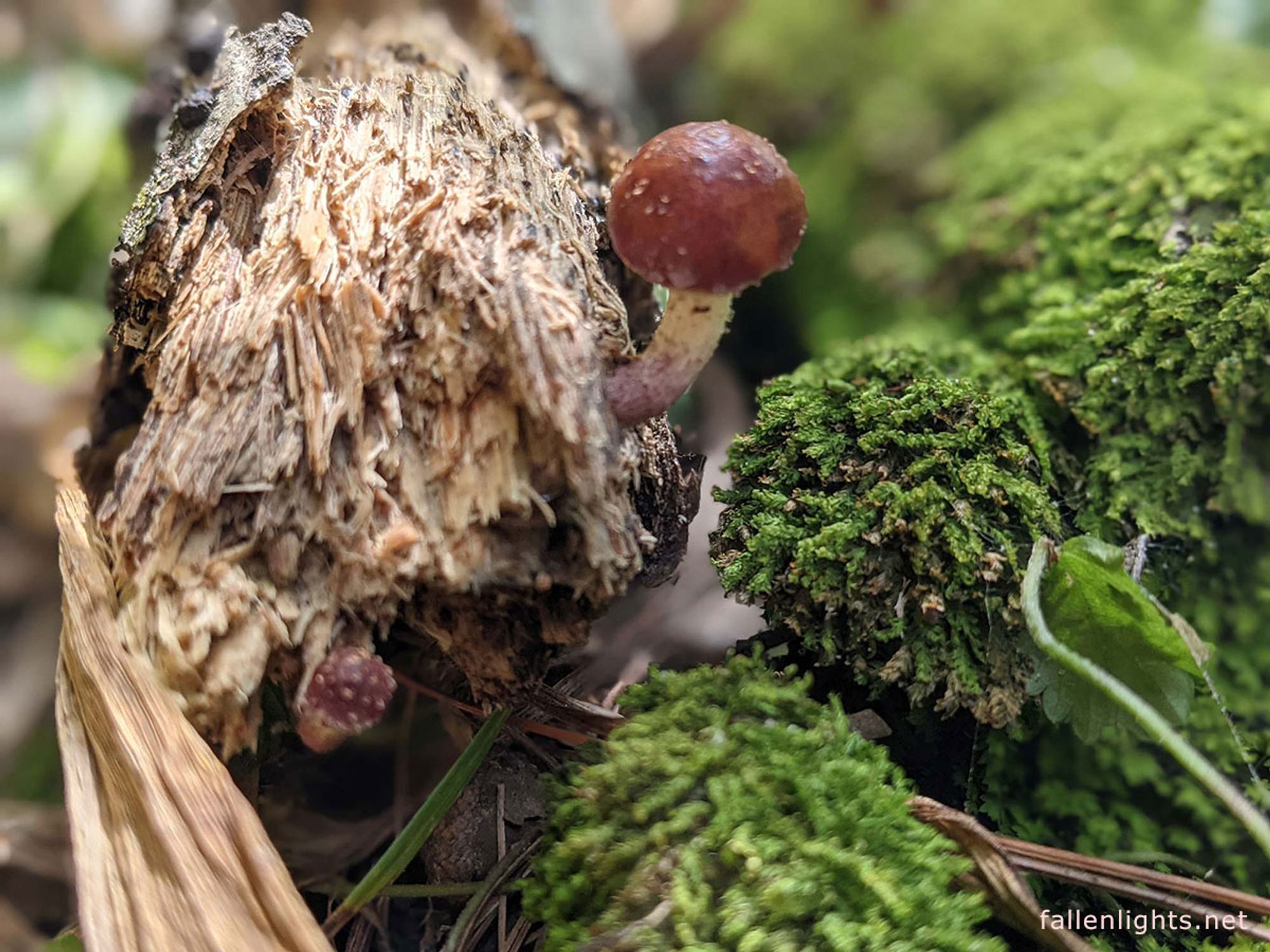 Close up of tiny red mushroom growing out of a dead log, with moss besides it.