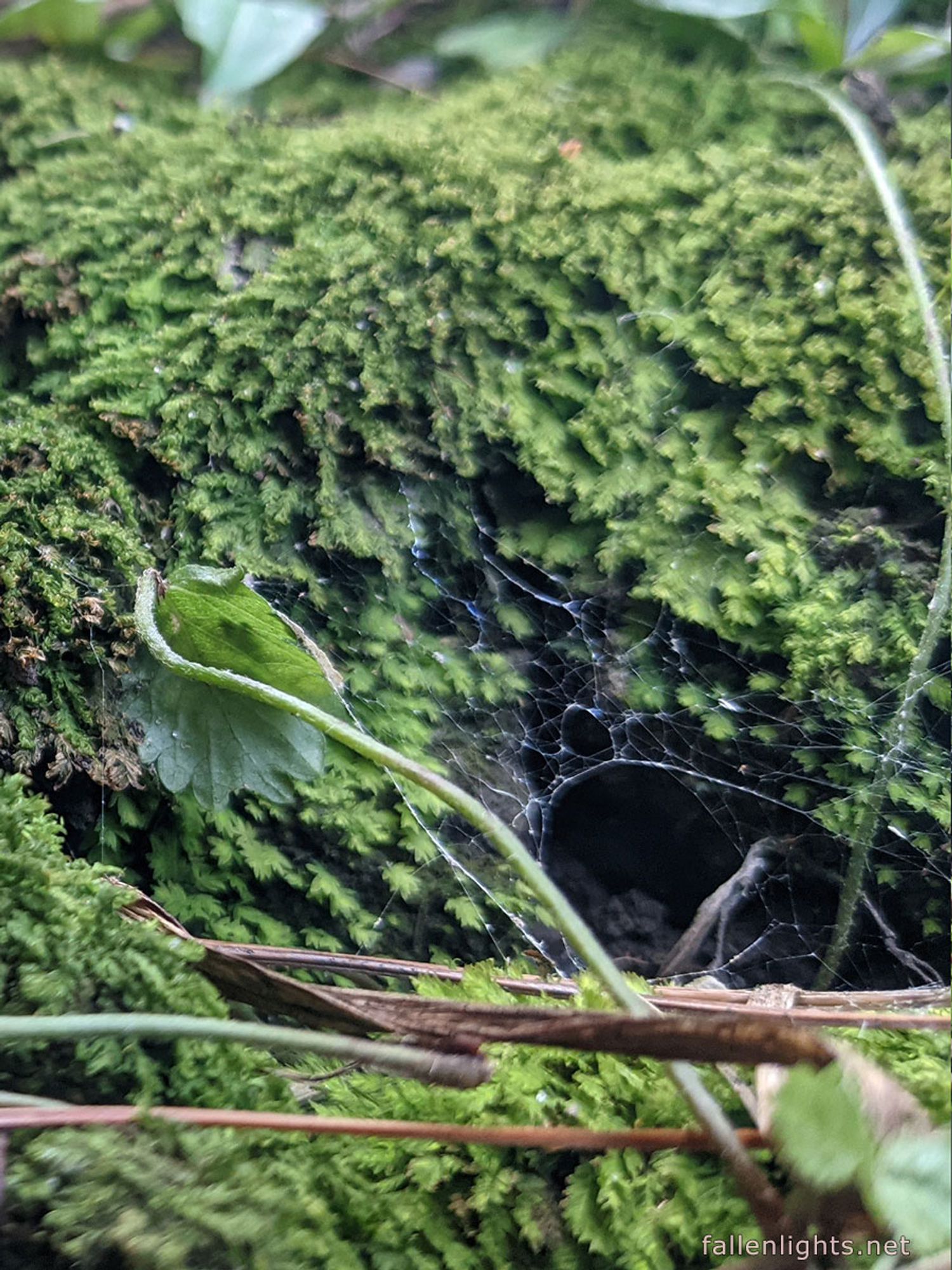 Green moss with a small delicate spider web.