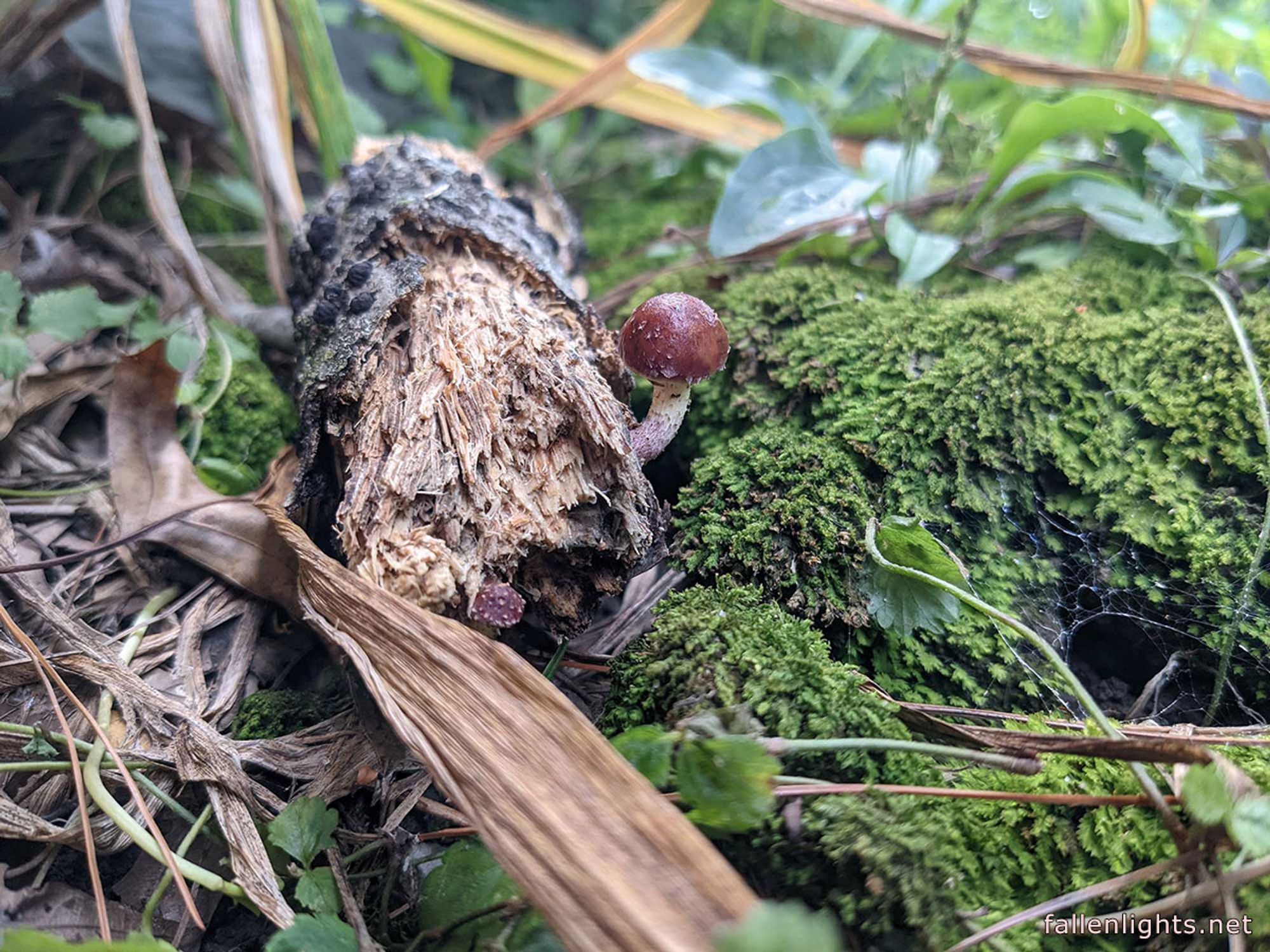 A small red mushroom growing from a dead log sitting on top of green moss.