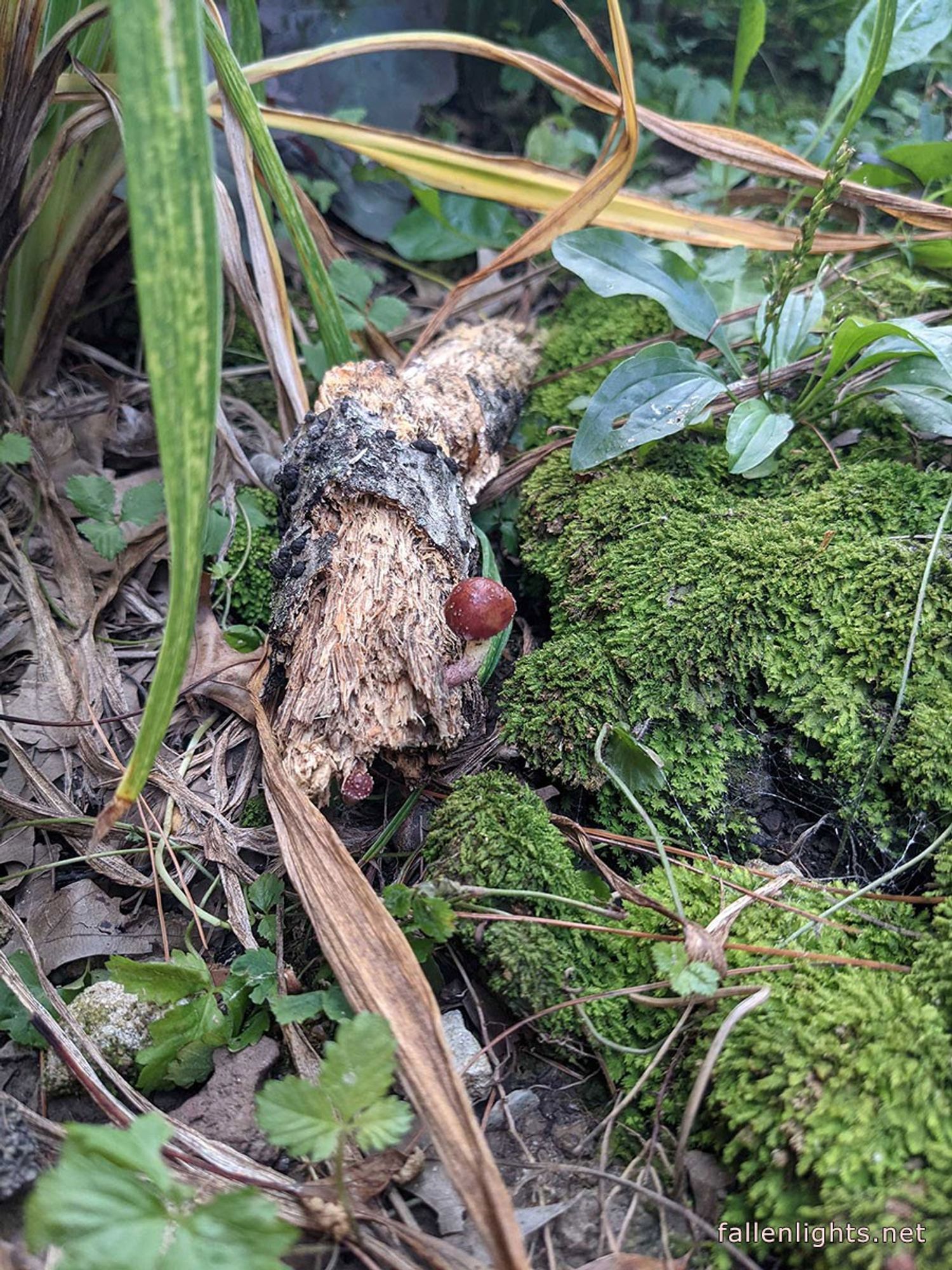 Moss landscape, the log has a tiny red mushroom and there are other green plant leaves in the background.