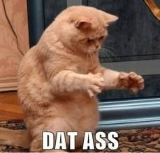 A meme of a cat with his hands out and the caption "DAT ASS"