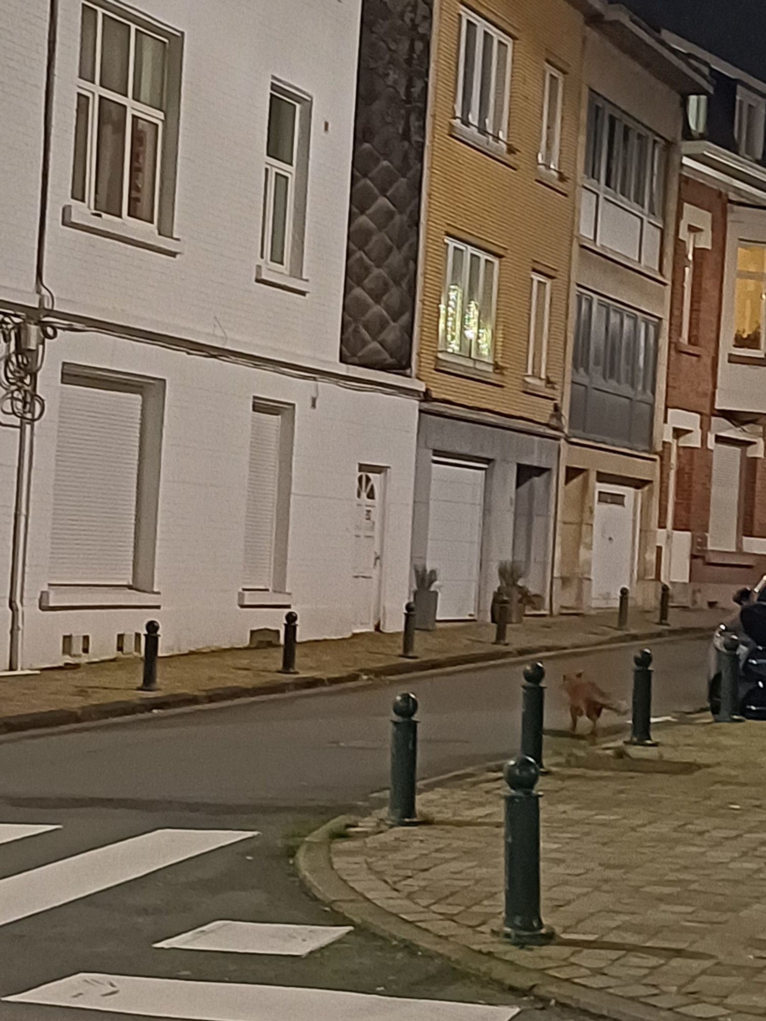 A fox running away in an empty street at night