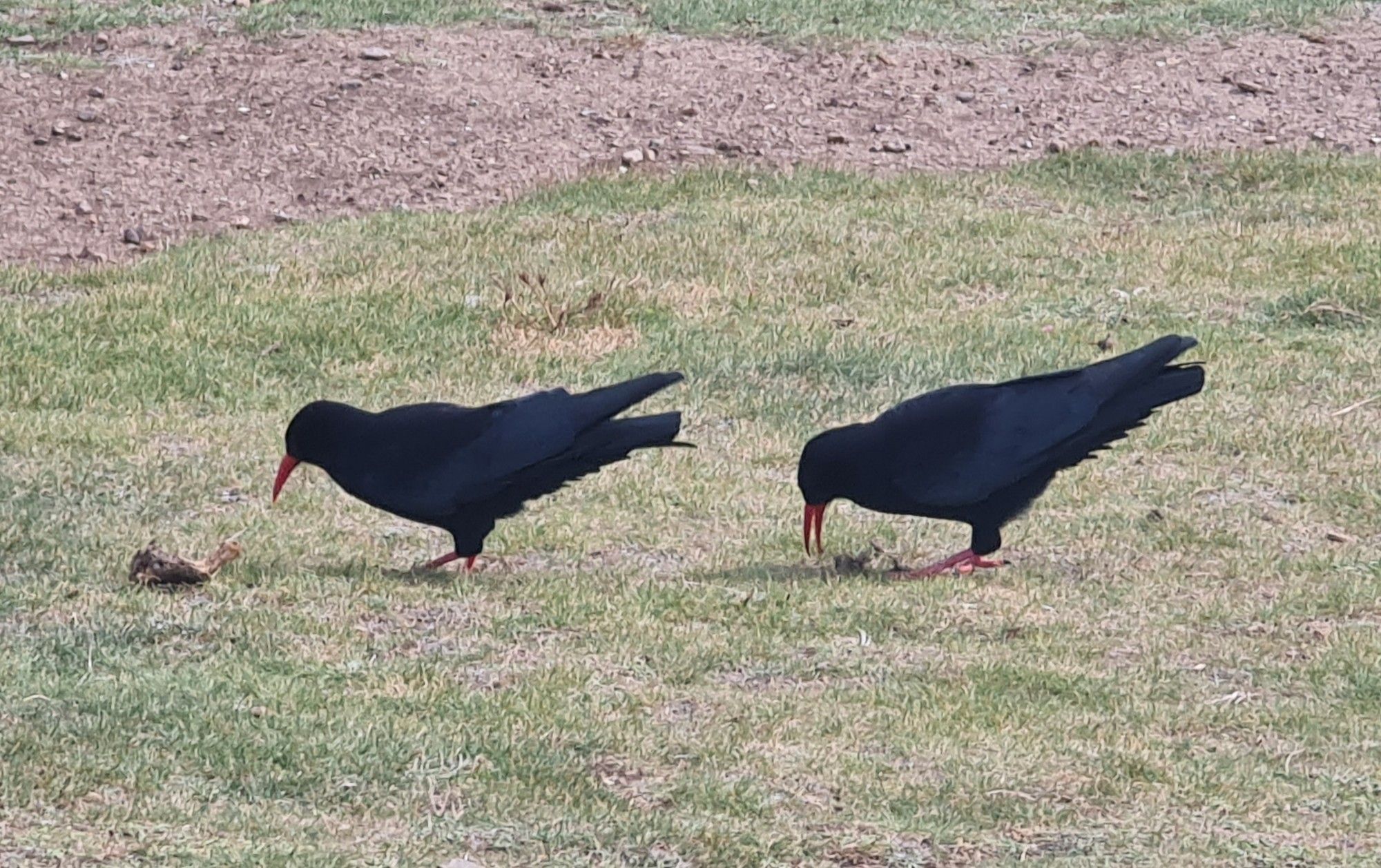 Two Cornish choughs on clifftop grass. They look like crows to the uninitiated but with red beaks and feet.