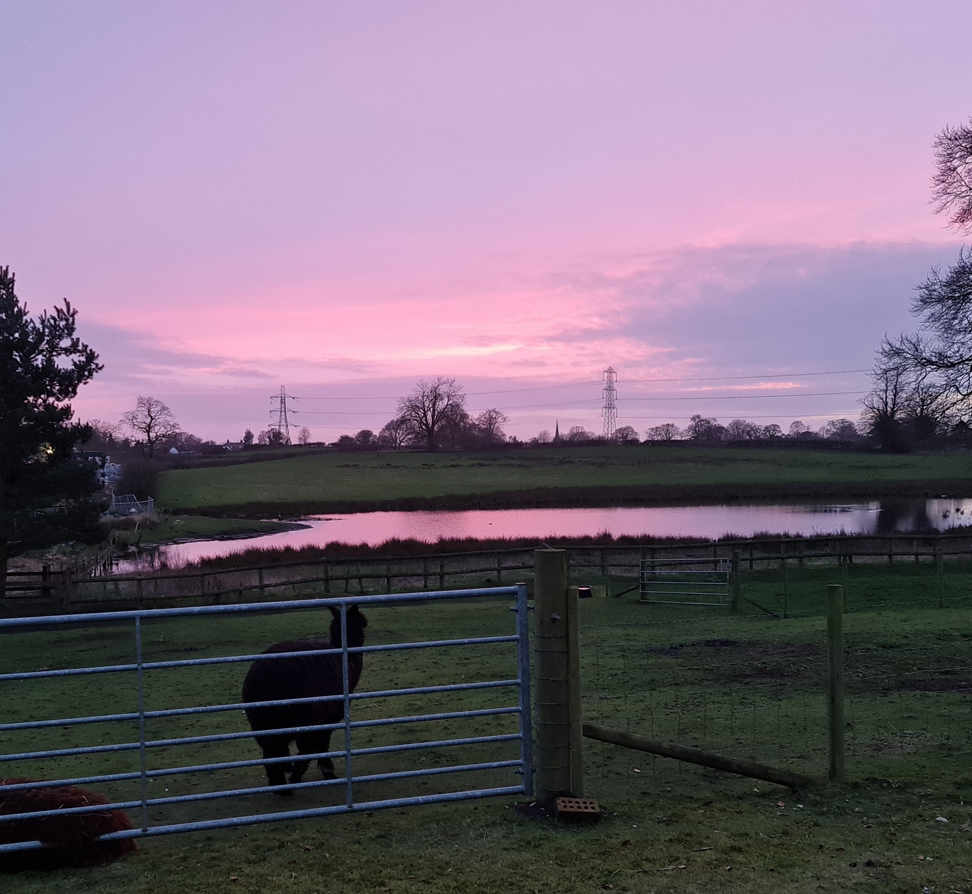 Dusk view towards pylons in the distance with pink and grey sunset sky reflected in a pond in the middle ground and two dark coloured alpacas in a field in the foreground.