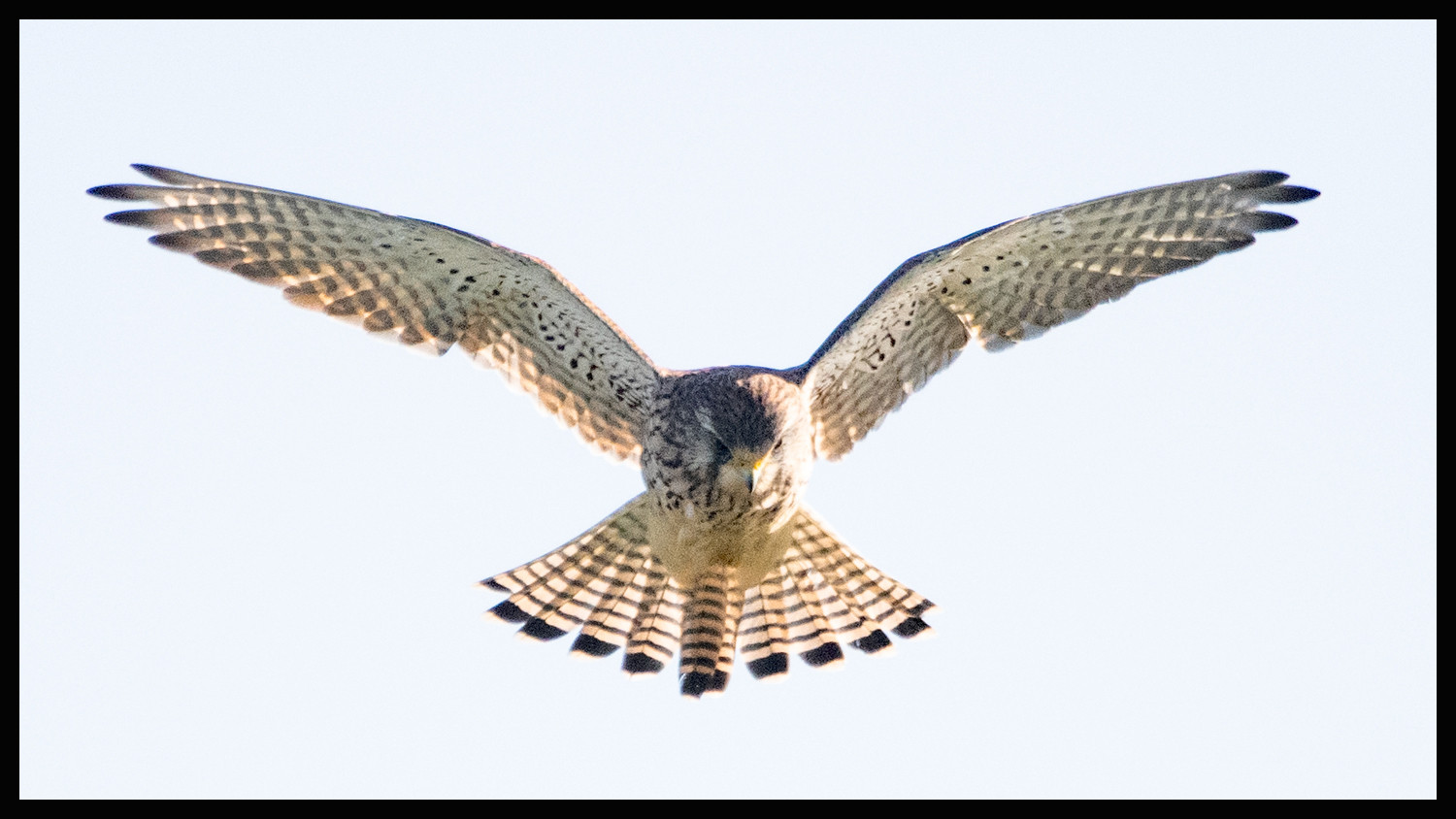 A Kestrel hovering in mid-air