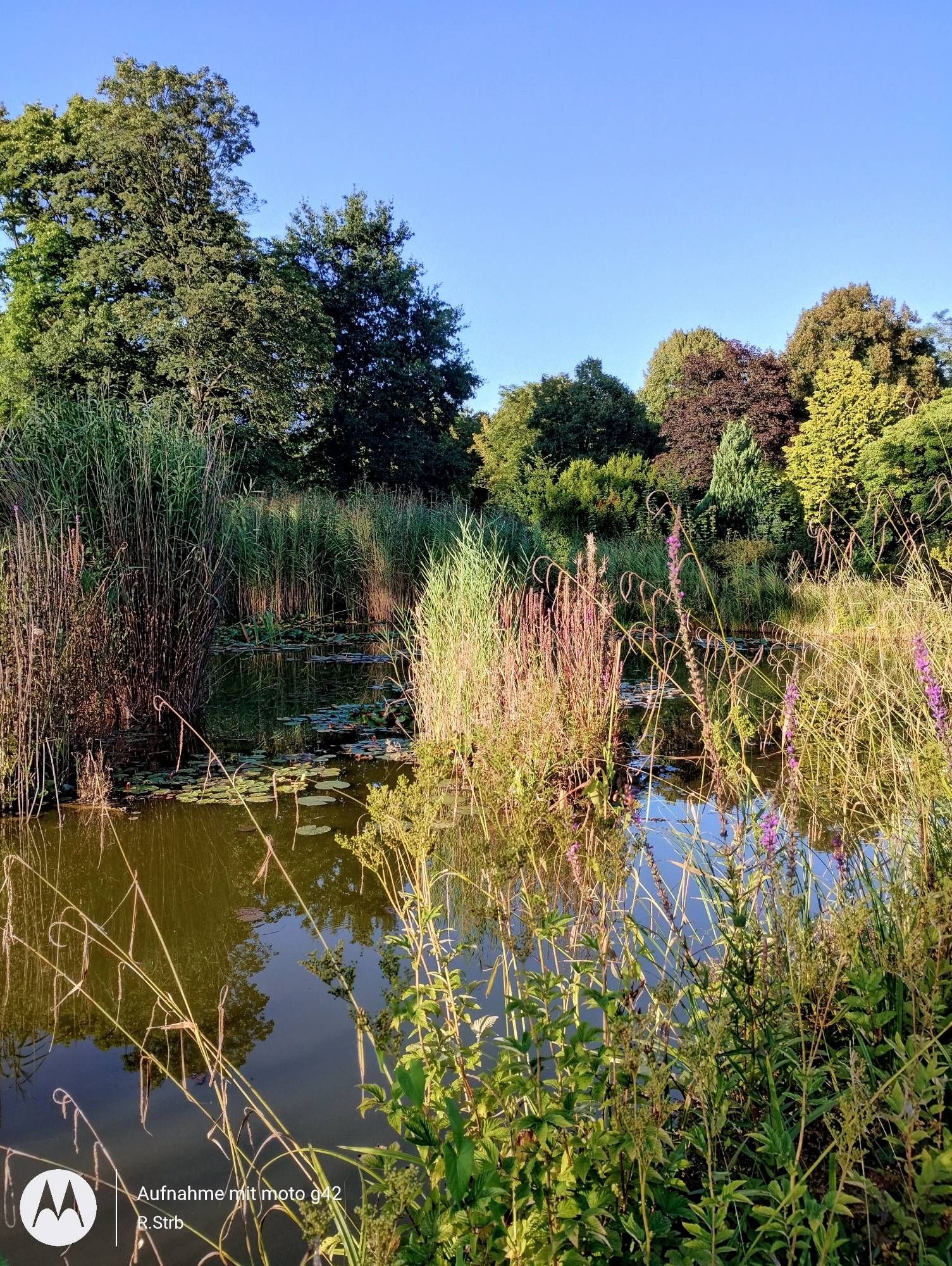 Ein Teich mit verschiedenen Schilfarten und Gräsern bewachsen. Seerosenblätter schwimmen auf dem Wasser. Am hinteren Ufer verschiedene Bäume und Sträucher. Der Himmel ist blau.