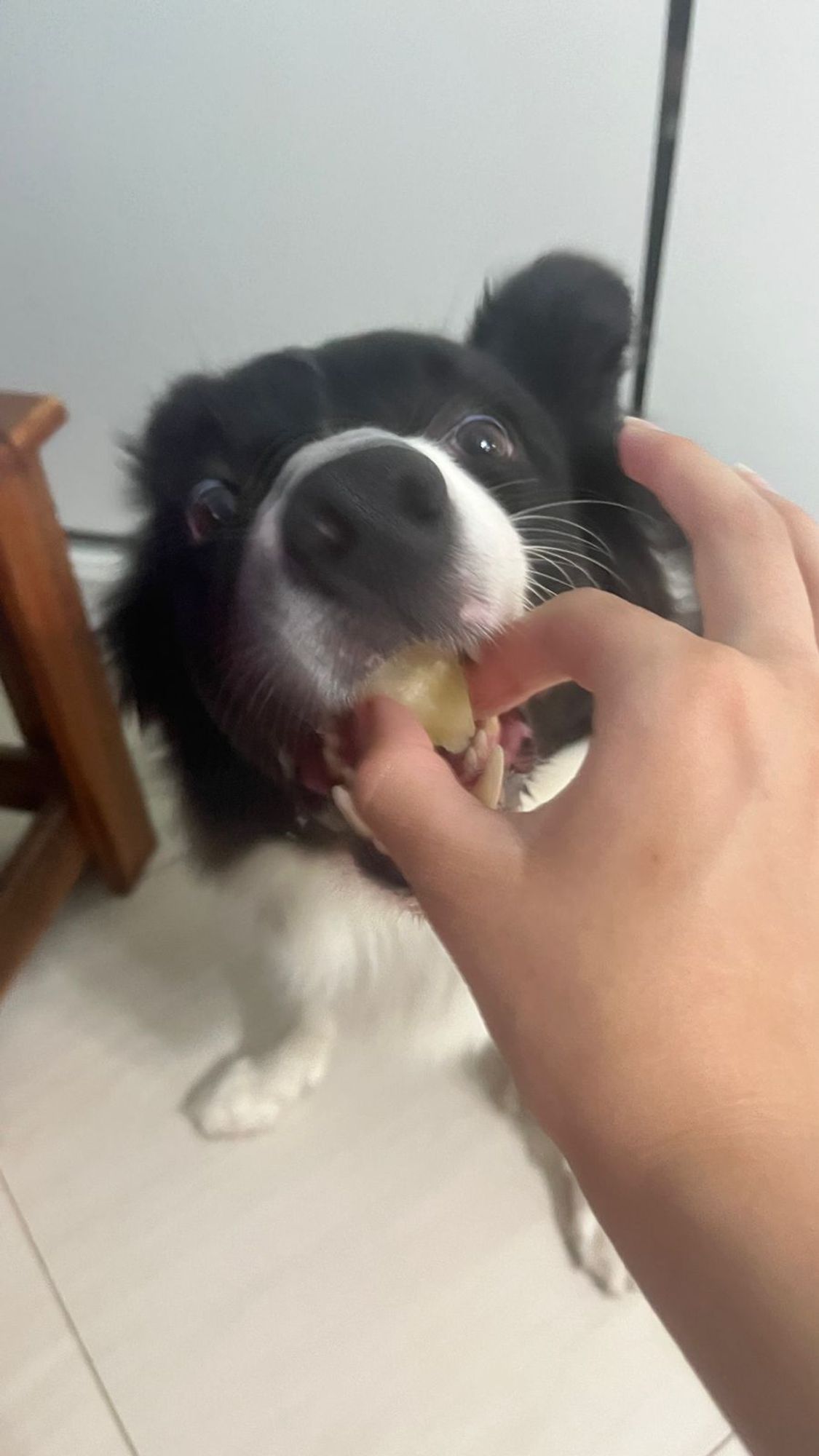 cachorro esfomeado provando aipim macaxeira pela primeira vez de forma desesperada