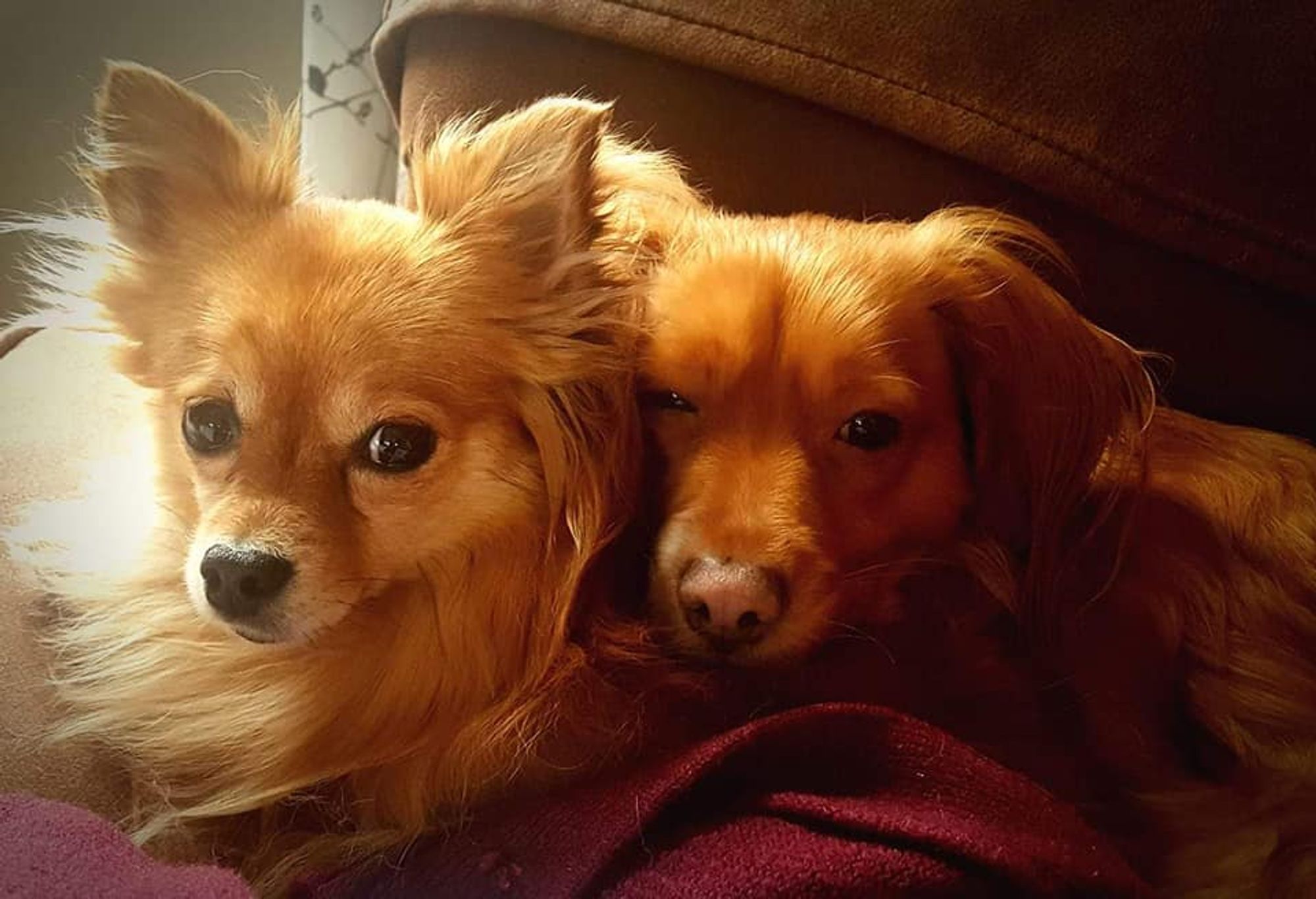 Delilah (a pomchi) and Ginger (dachshund mix) looking utterly adorbs.