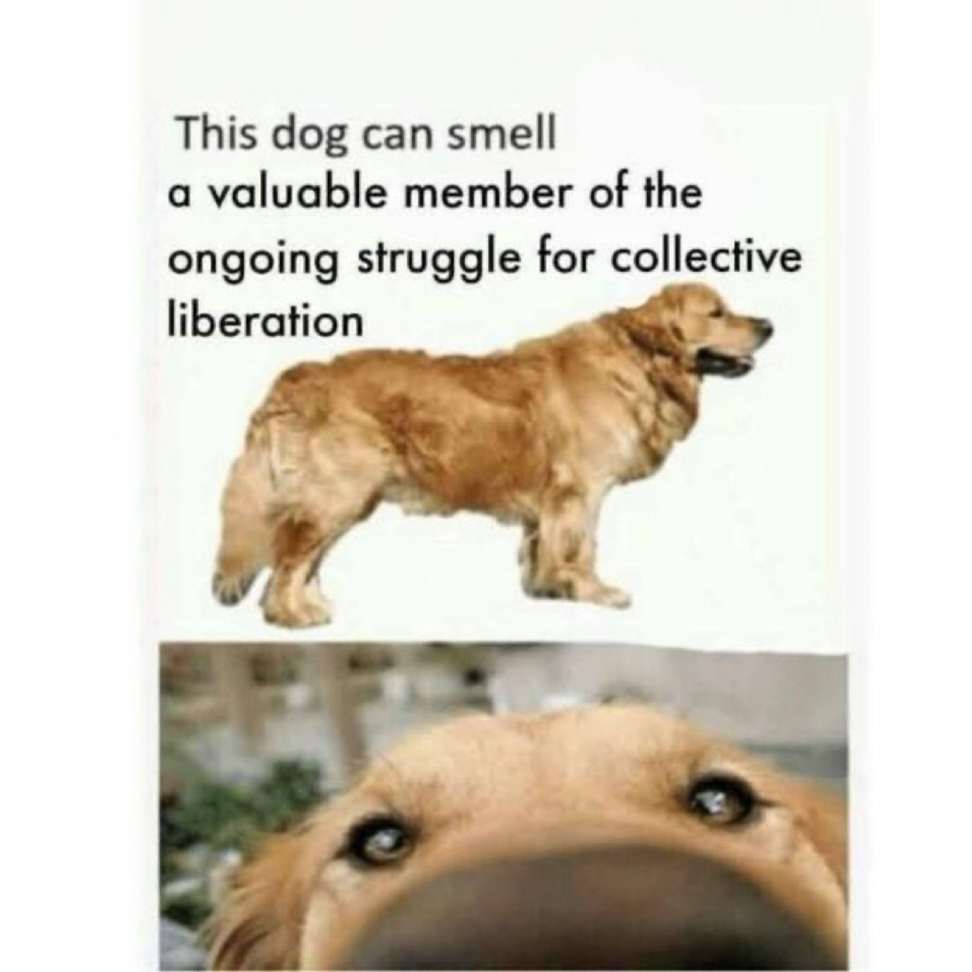 Two part vertical meme featuring a golden retriever - top part says “this dog can smell a valuable member of the ongoing struggle for collective liberation” while showing the dog from the side. Bottom part shows the dog’s big ol nose comically close to the camera presumably while sniffing