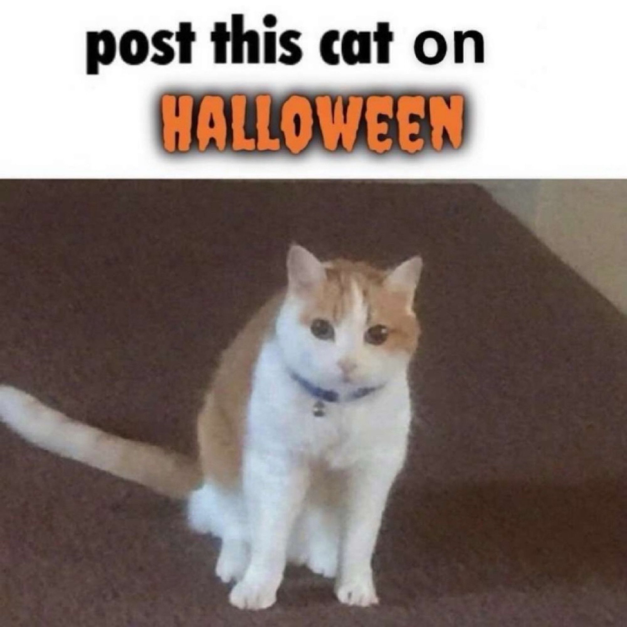 A picture of a cute, possibly surprised looking white and caramel colored cat sitting on a brown carpet under the text “post this cat on HALLOWEEN” with “Halloween” written in spooked orange font