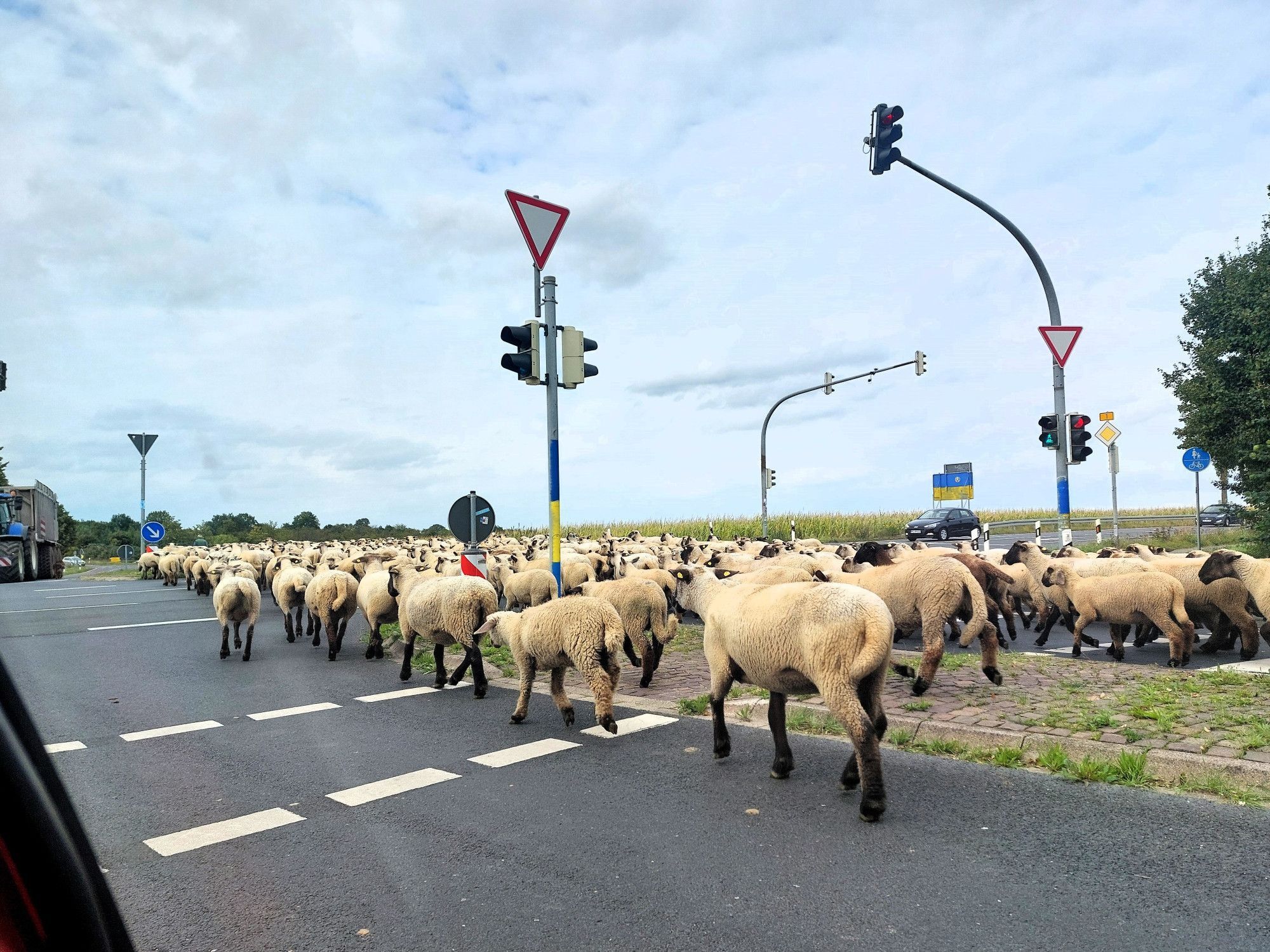 Eine große Schafherde überquert die Kreuzung an einer Bundesstraße.