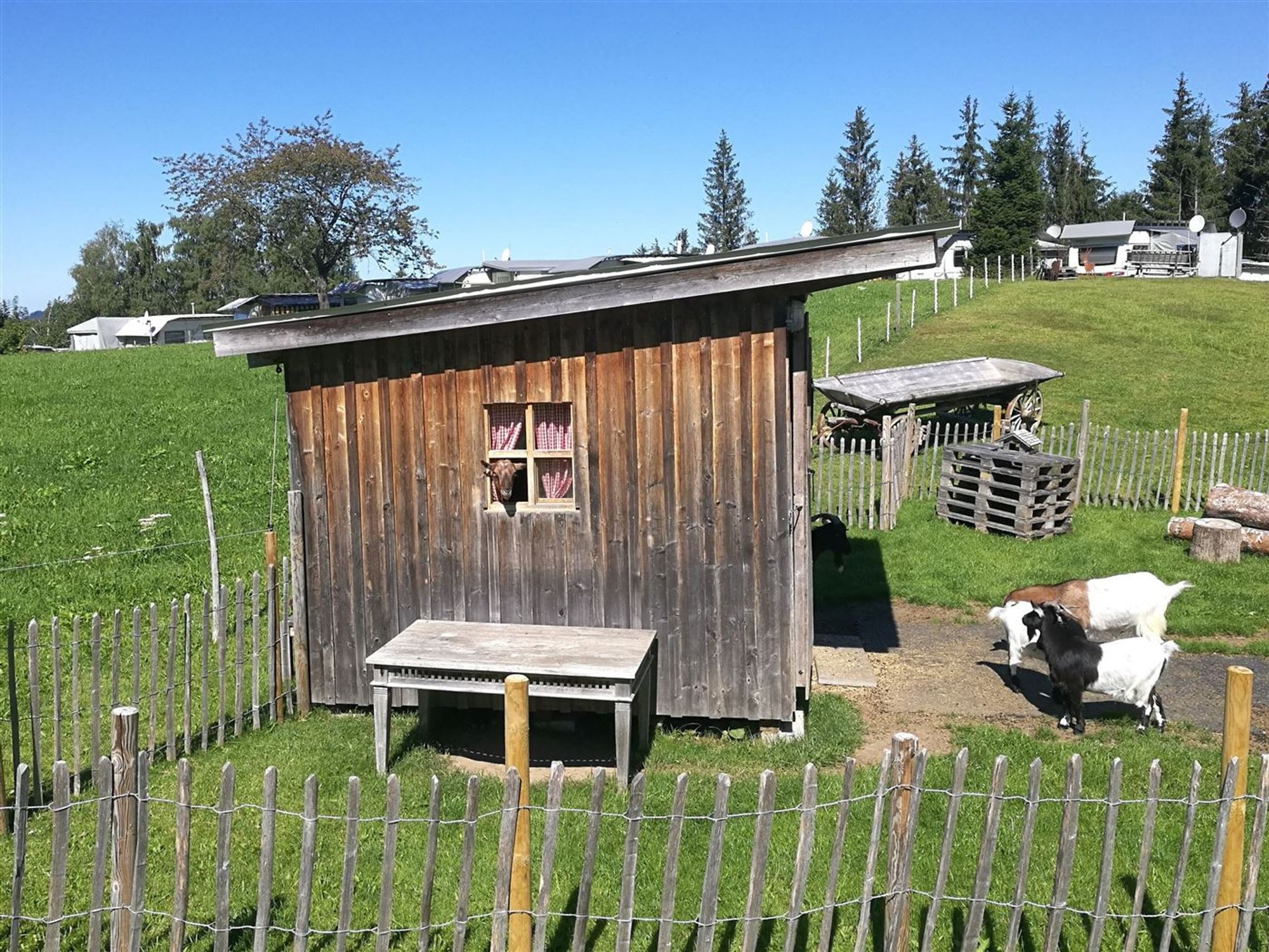 Eine Holzhütte mit einem kleinen Fenster. Zwischen den rot-weißen Gardinen schaut eine Ziege heraus.