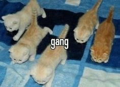 gang (of most adorable kitties)