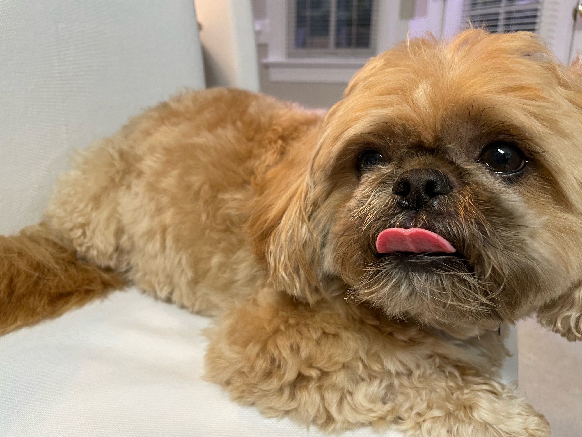 Toby, a reddish shih tzu with slightly darker hair on his snout, lounges on a dining room chair, looking up slightly past the camera. His tongue is out.