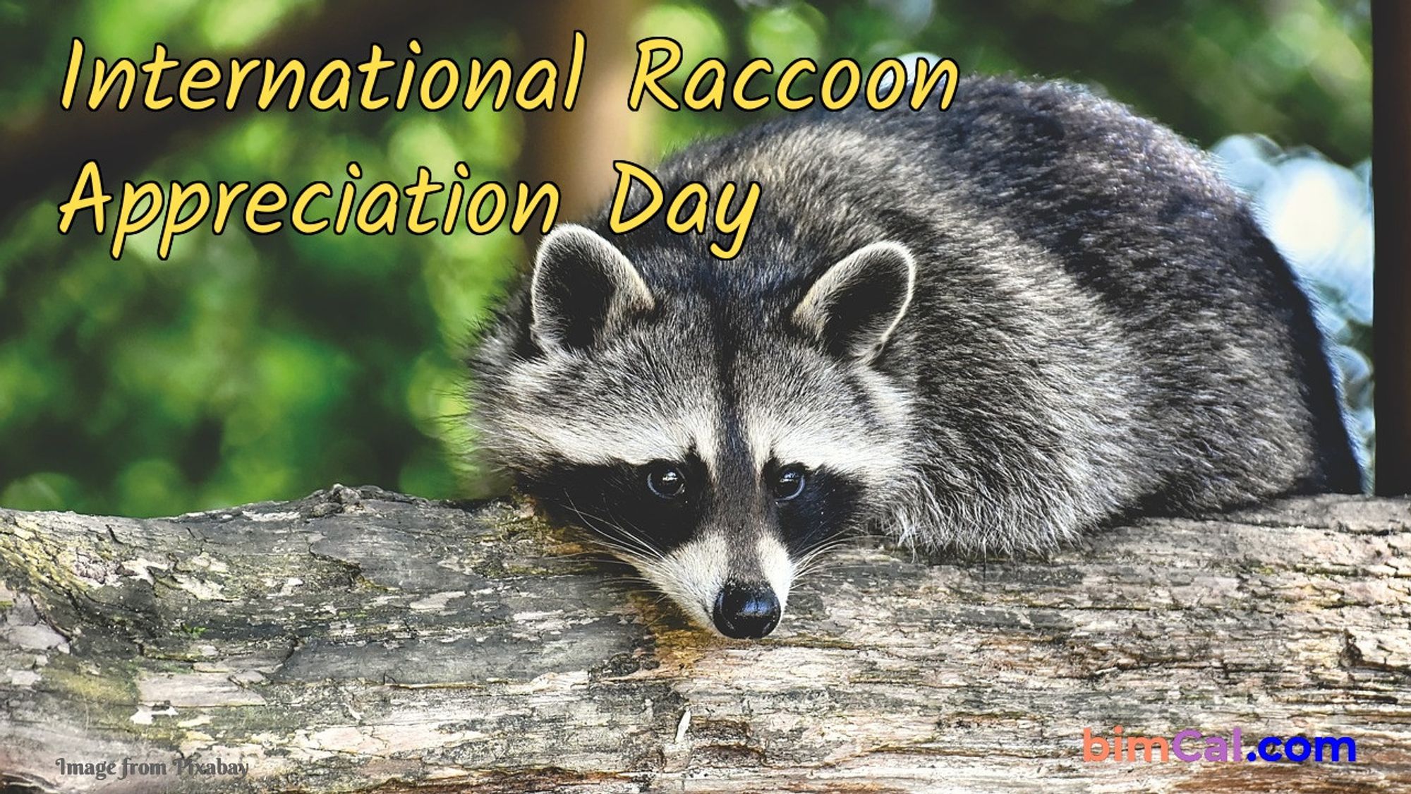 a photograph of a raccoon laying on a branch, facing the camera. text appears at the top right saying "International Raccoon Appreciation Day". text appears at the bottom right saying bimcal.com