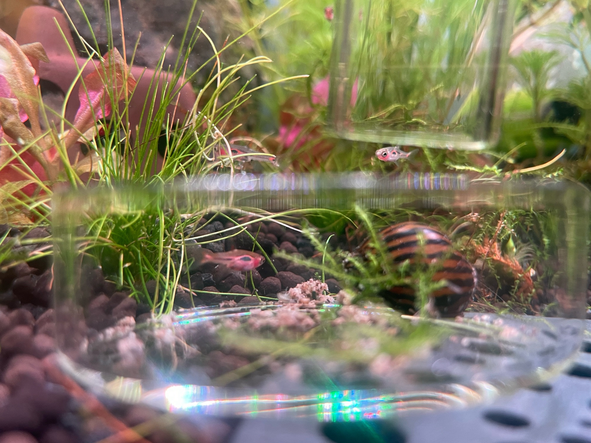 More chili rasbora and a nerite snail around/in a feeding tray