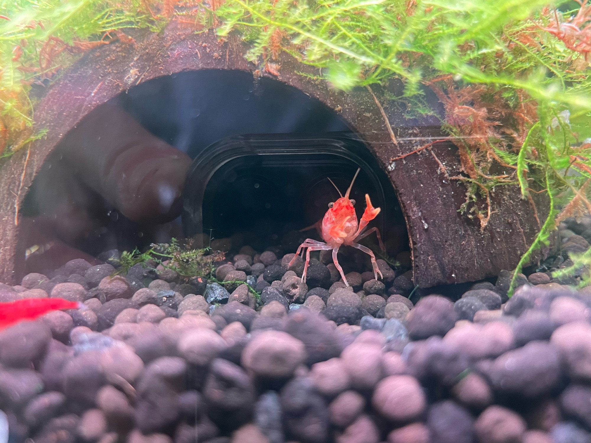 aquarium with a dwarf mexican lobster staring at me from some cover