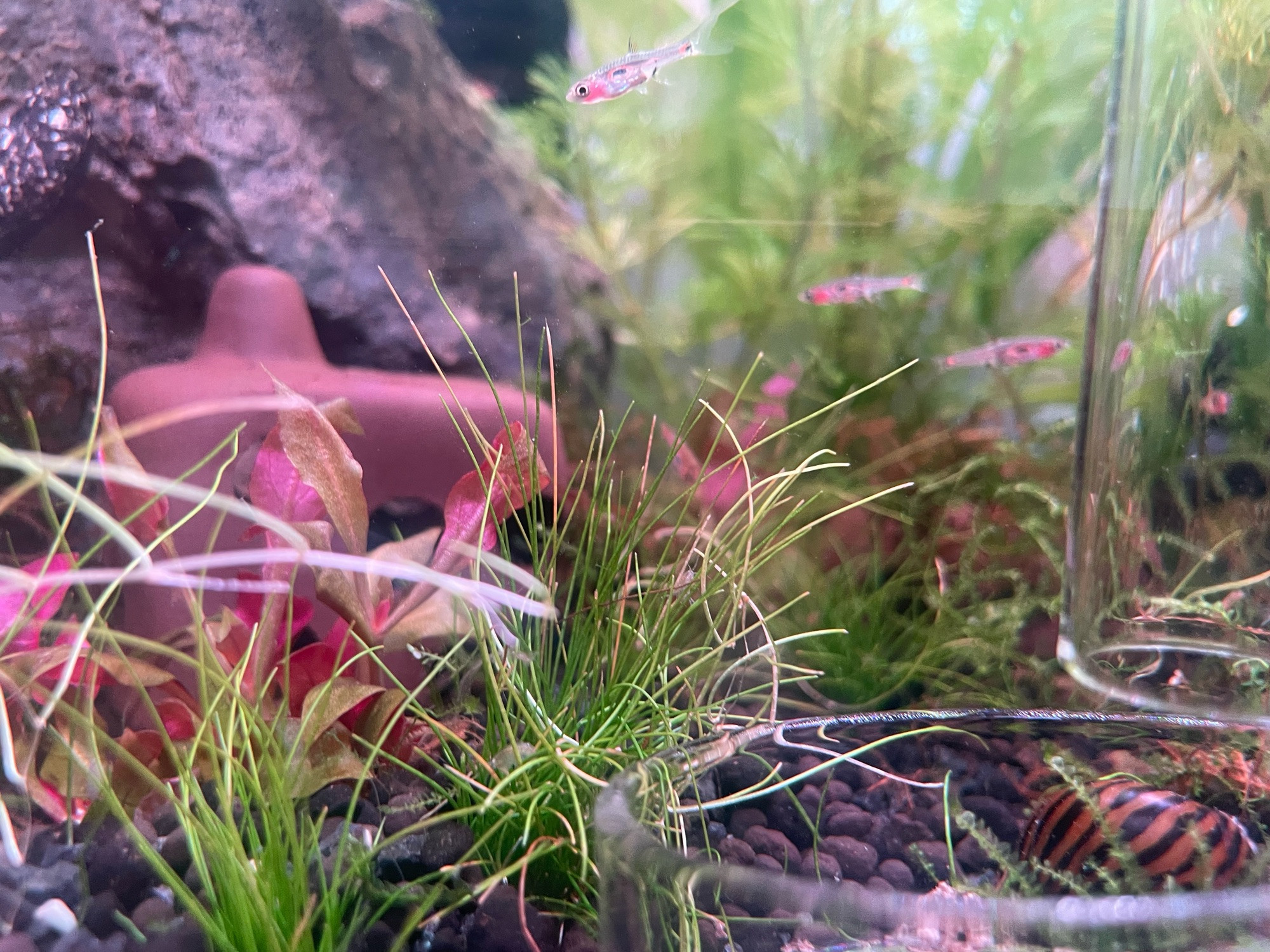 Some chili rasbora